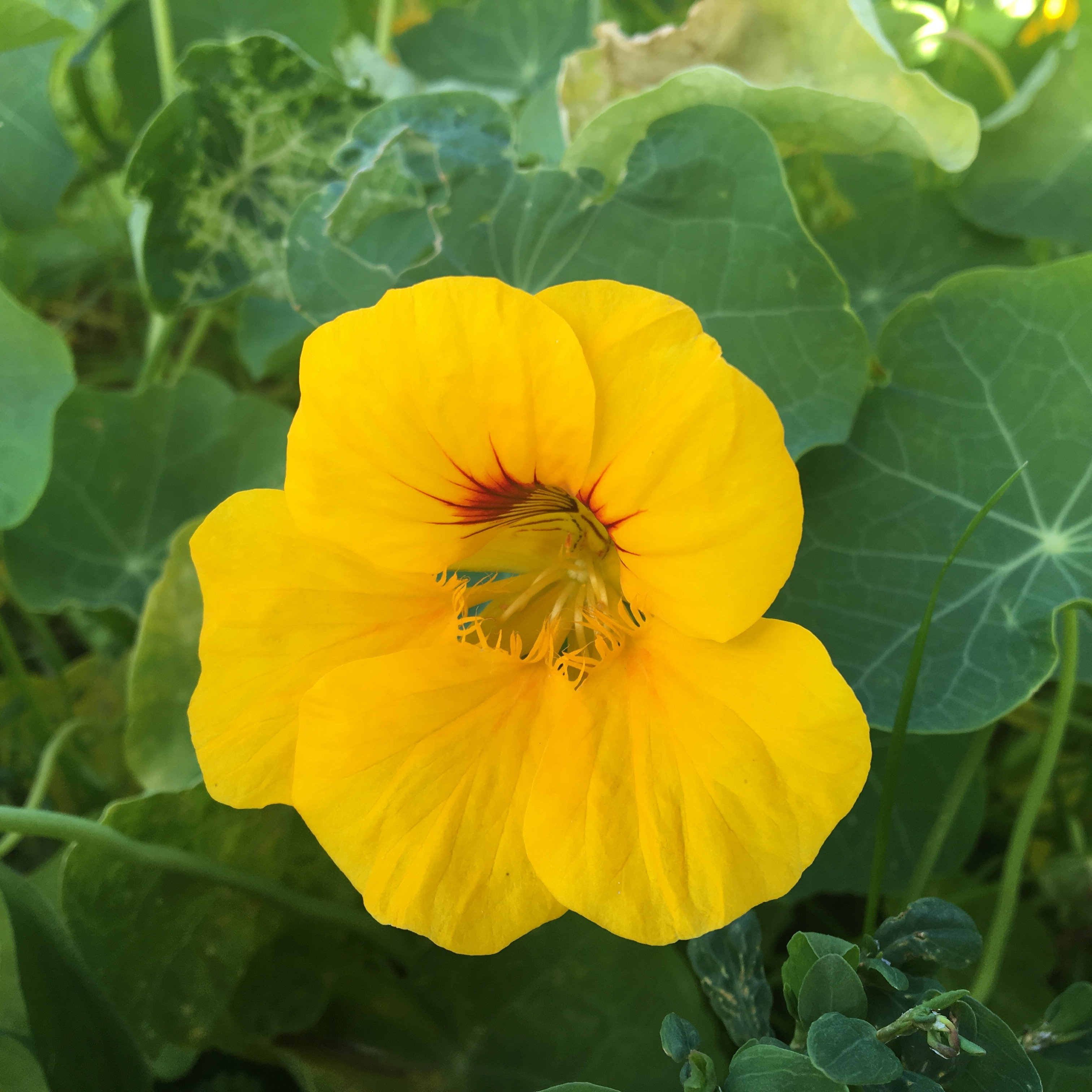 Yellow nasturtium flowers growing in the garden