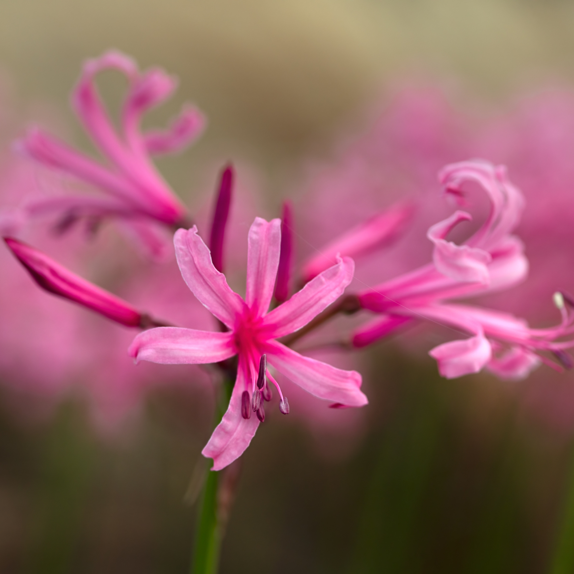 Close-up of a pink Nerine flower