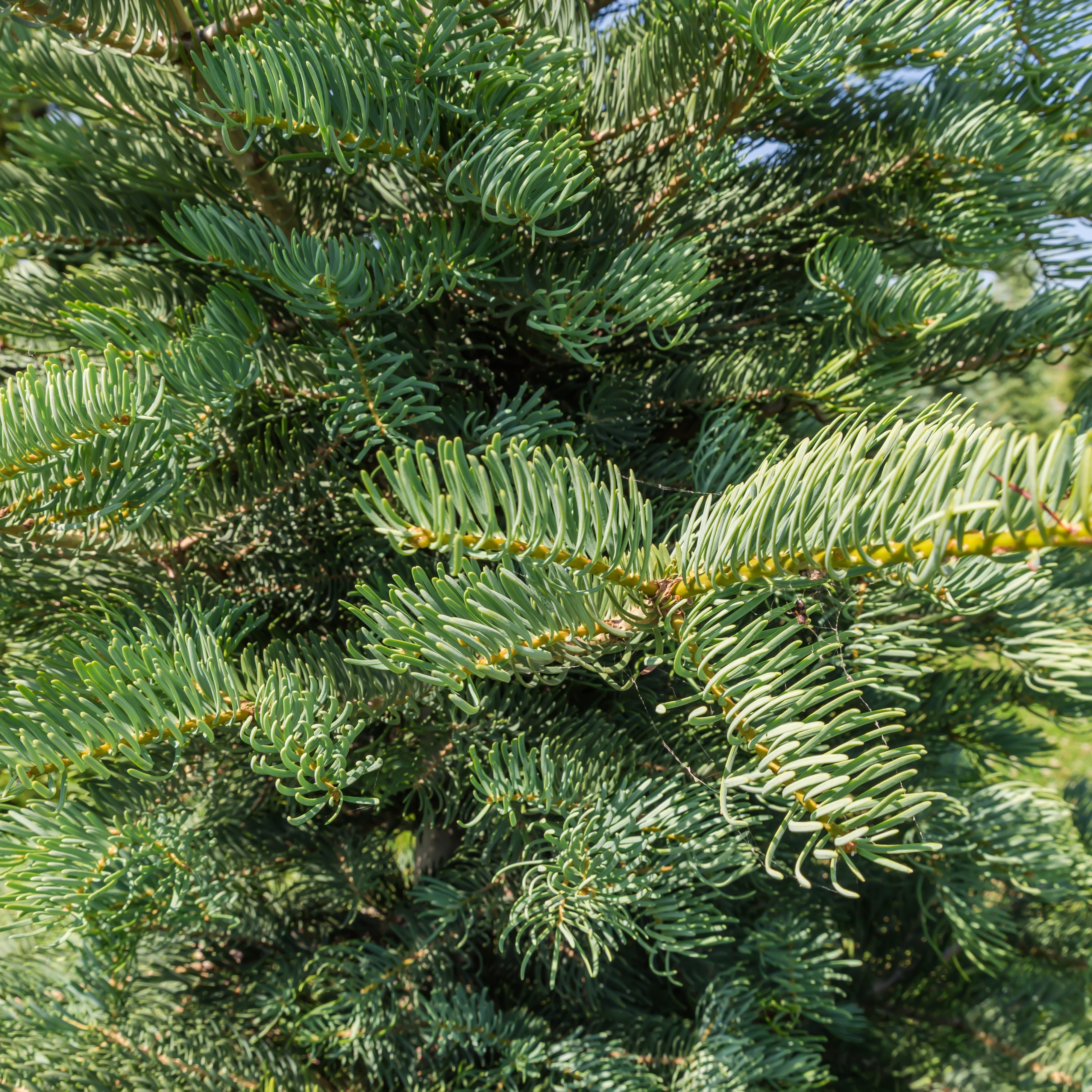 Nordmann Fir