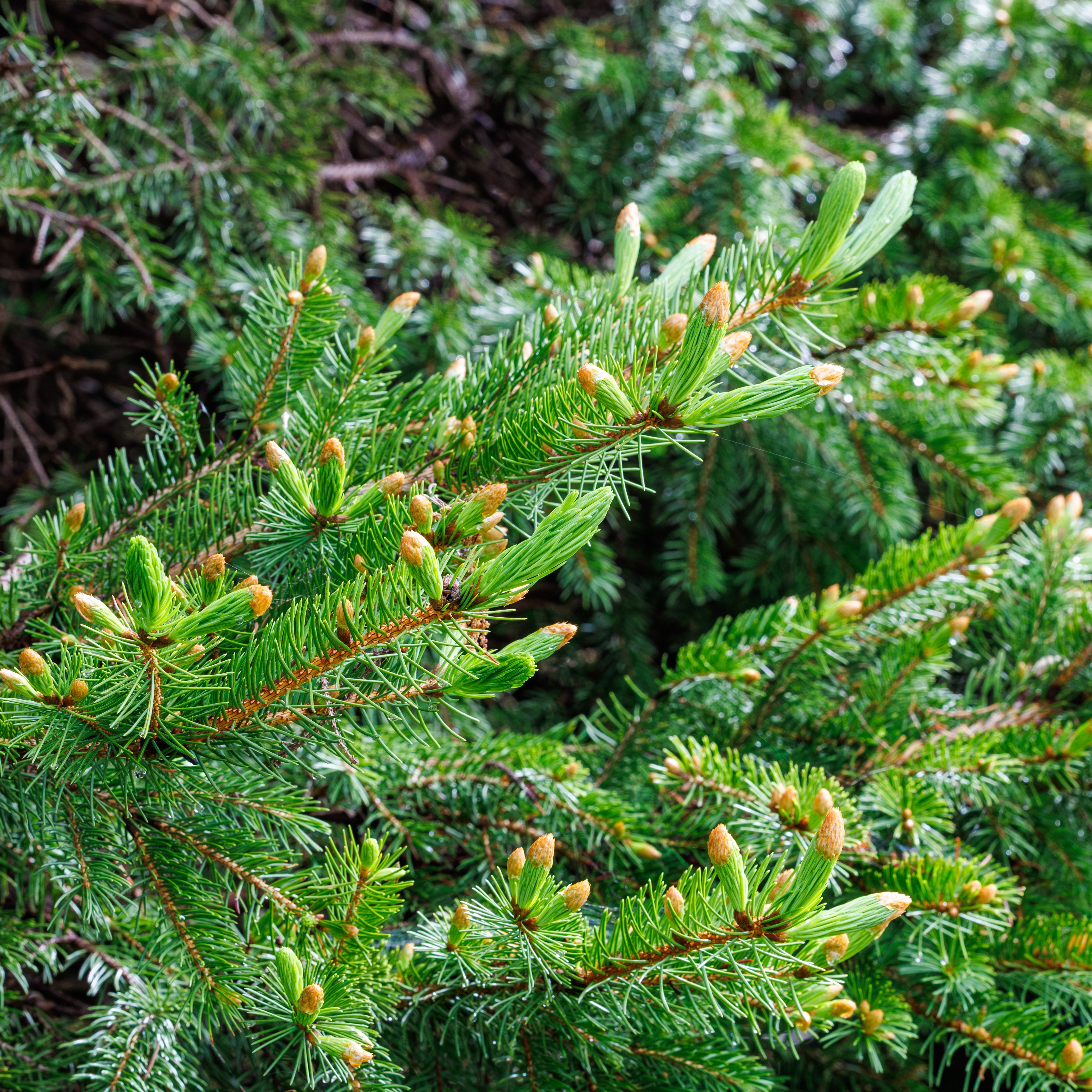 Norway Spruce
