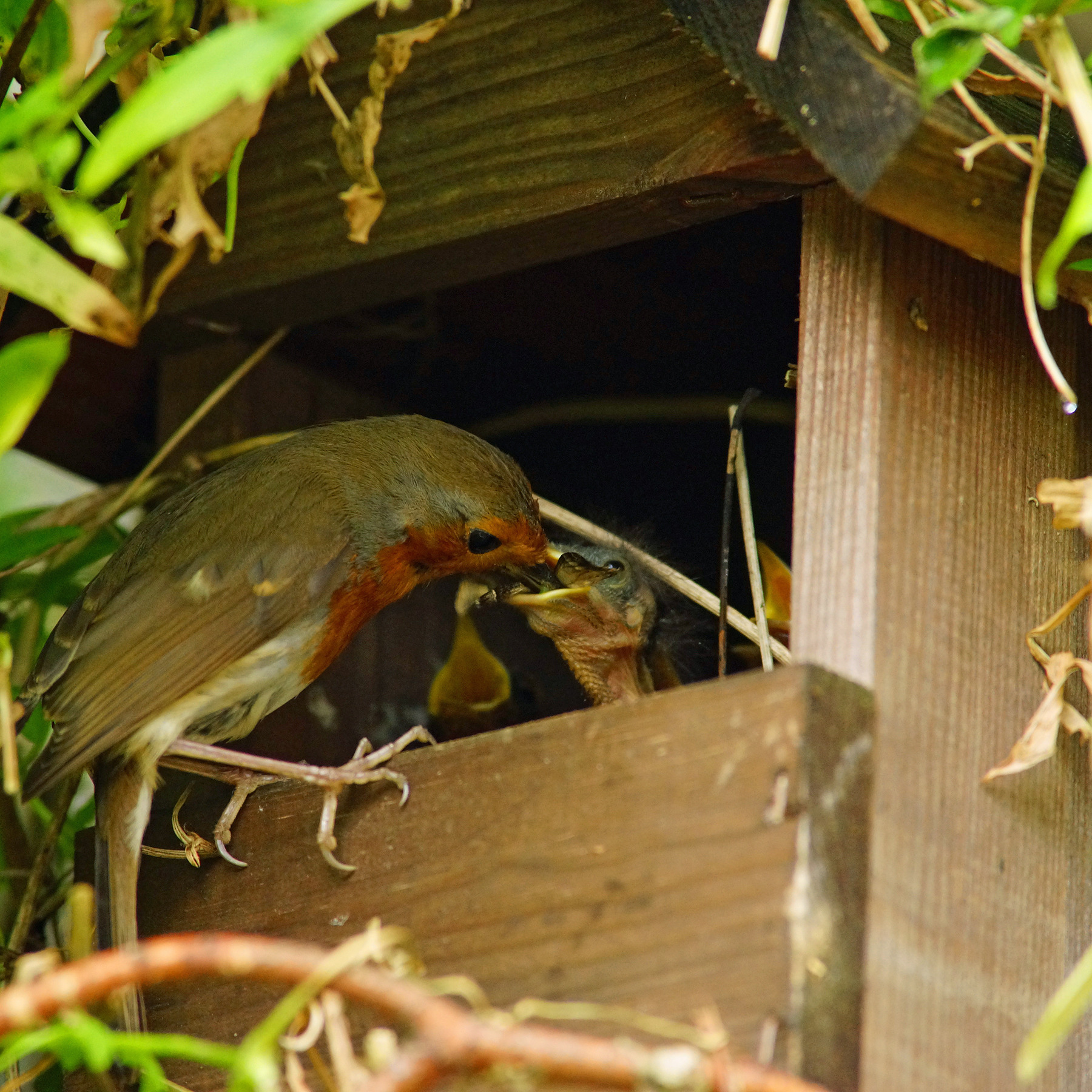 An adult bird feeding baby bird at entrance to open front nest box