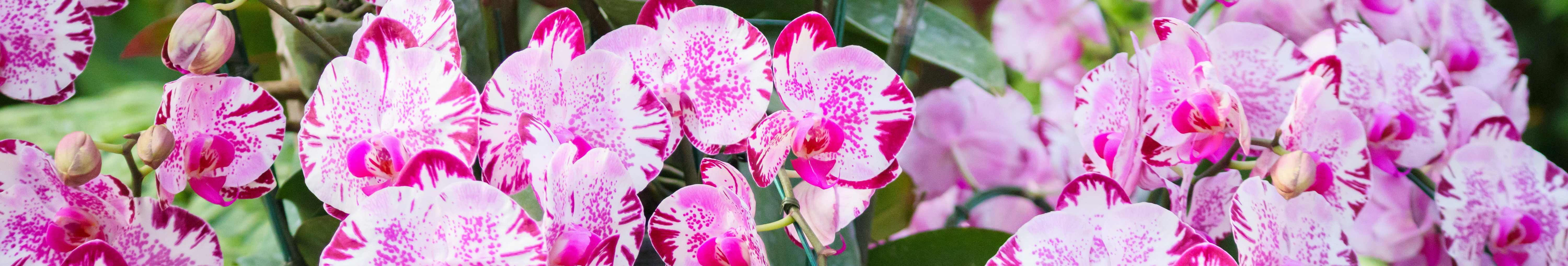 Pink and white Phalaenopsis orchid flowers in full bloom