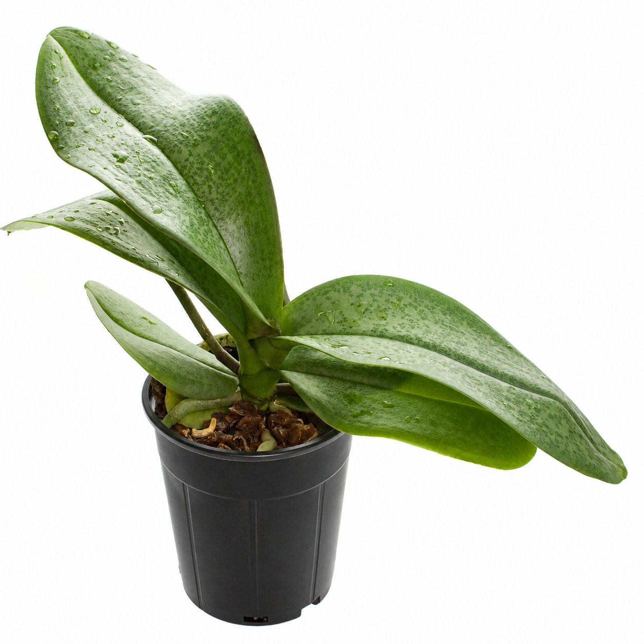 Representation of an orchid not flowering due to improper growing conditions