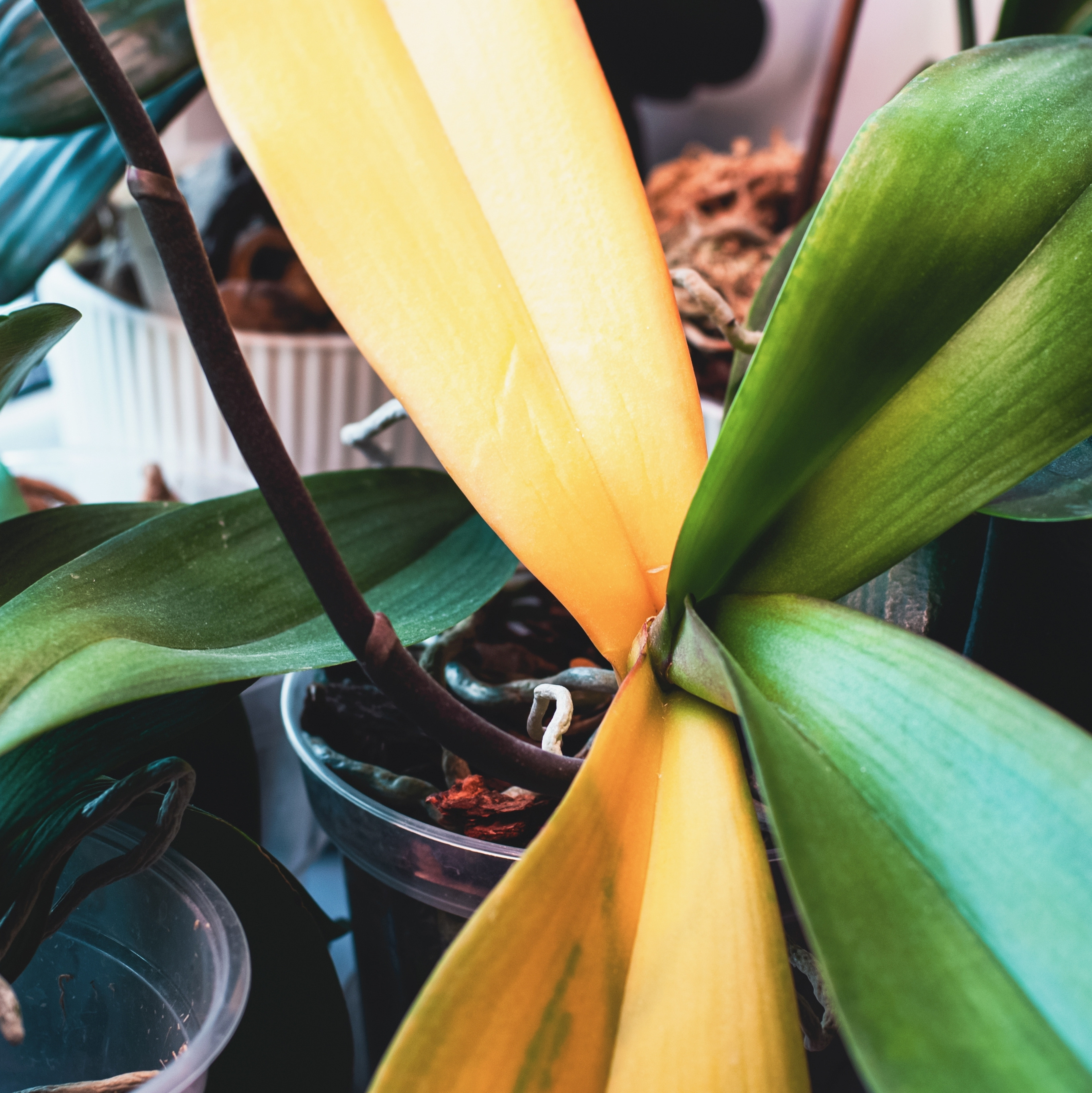 Yellowing leaves on an orchid, a common sign of root rot caused by overwatering or poor drainage.