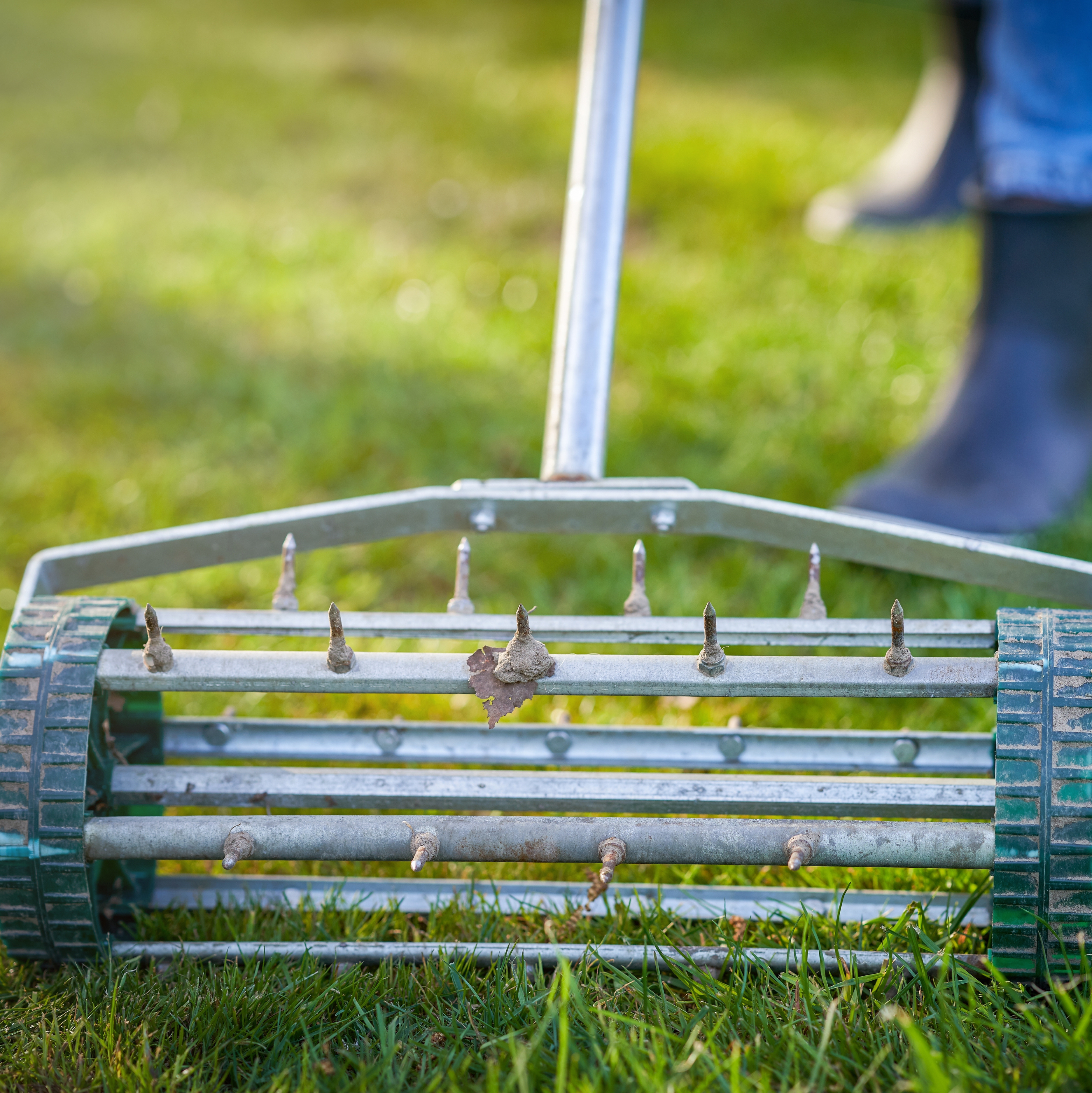 Close-up of a manual lawn aerator with metal spikes rolling across a healthy green lawn.