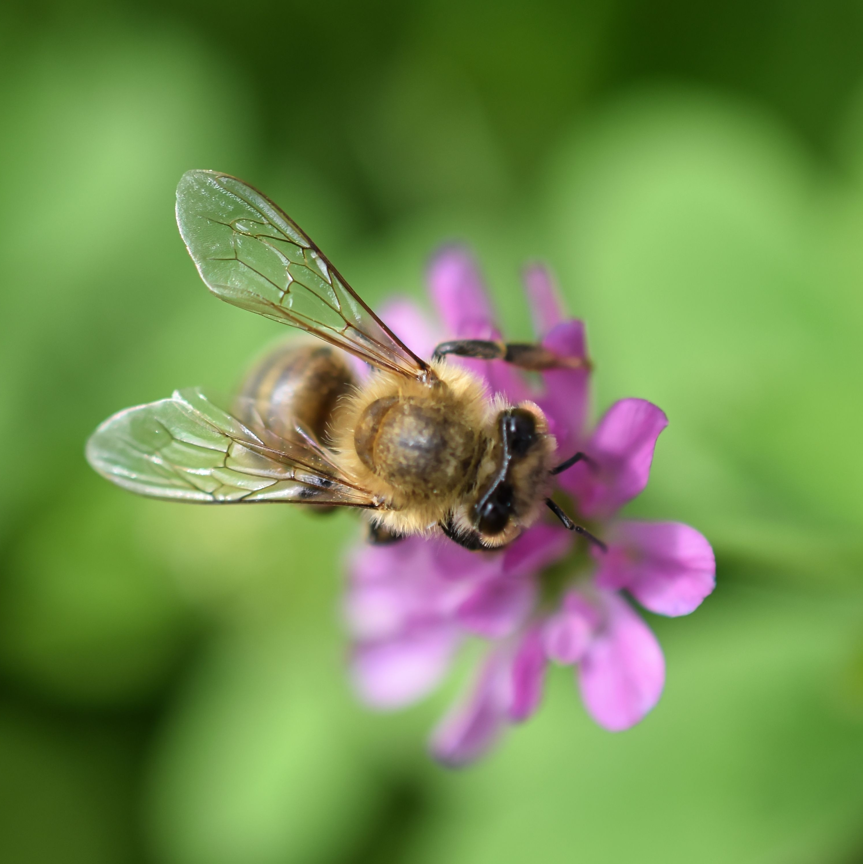 A close up of a bee feeding on a clover flower