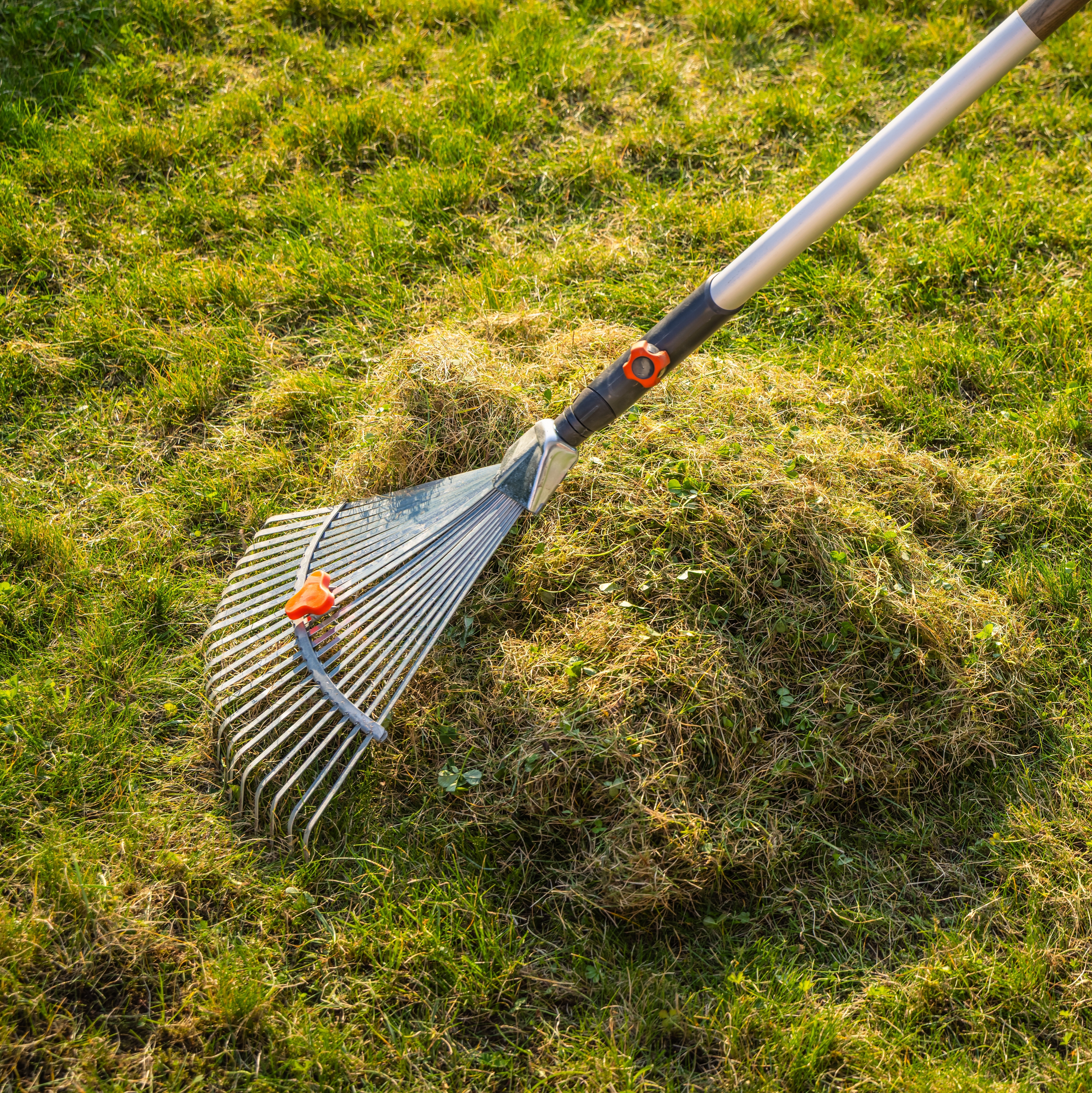 Raking moss and thatch from a lawn, with a pile of debris gathered on the grass.