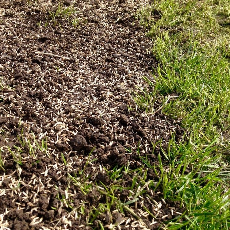 Reseeding bare patches in a lawn with fresh grass seed after soil preparation