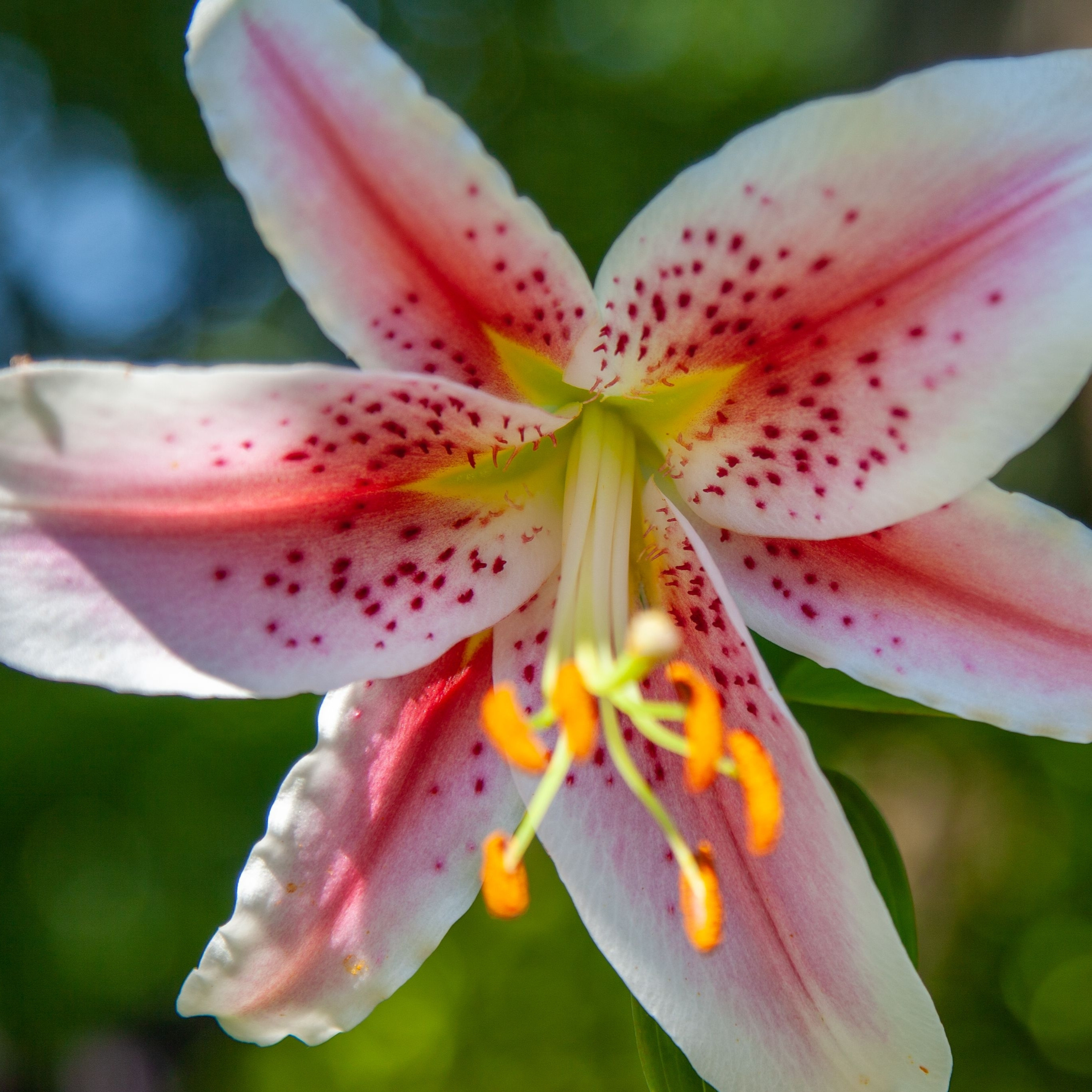 Oriental Lily - for impact and scent