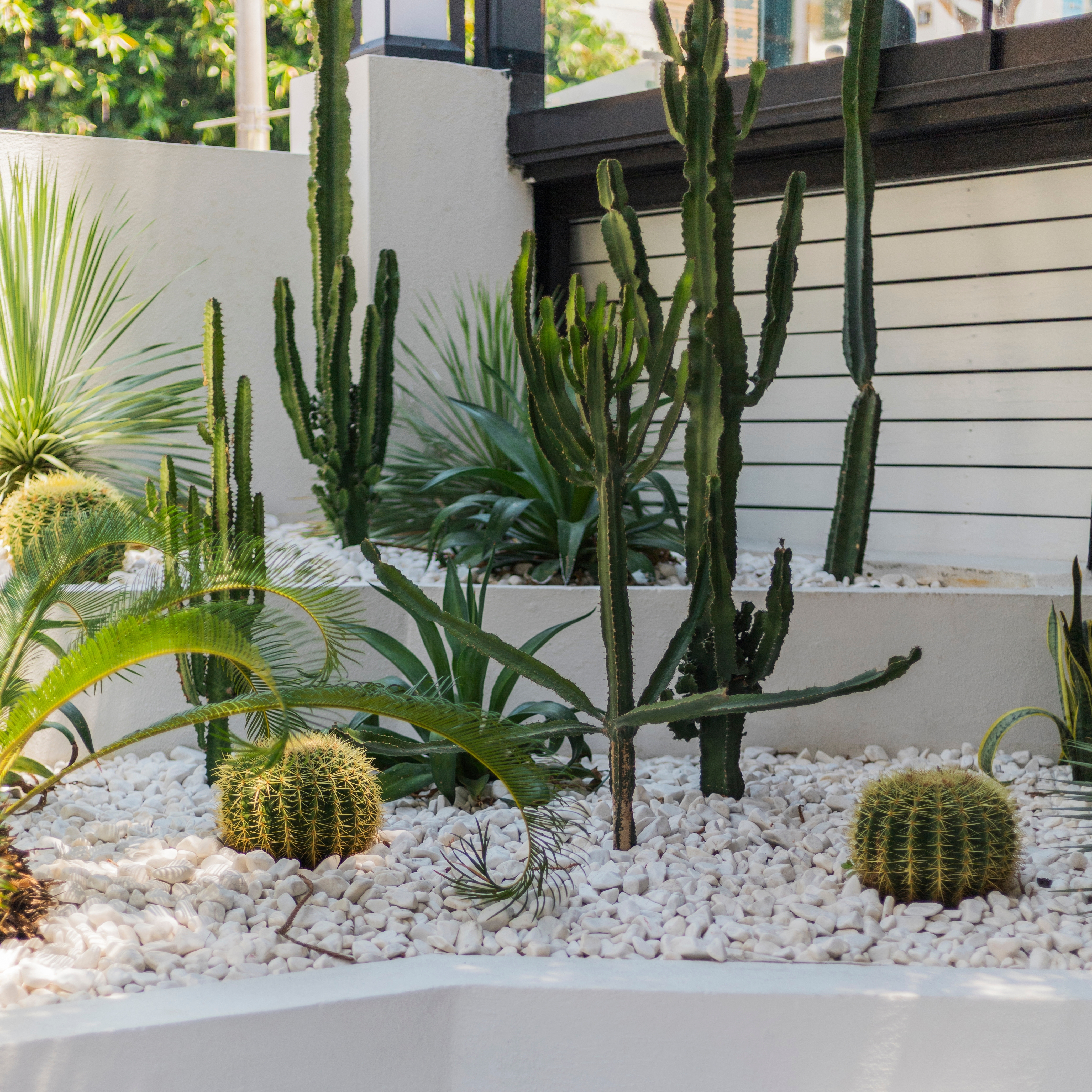 A landscaped outdoor cacti garden