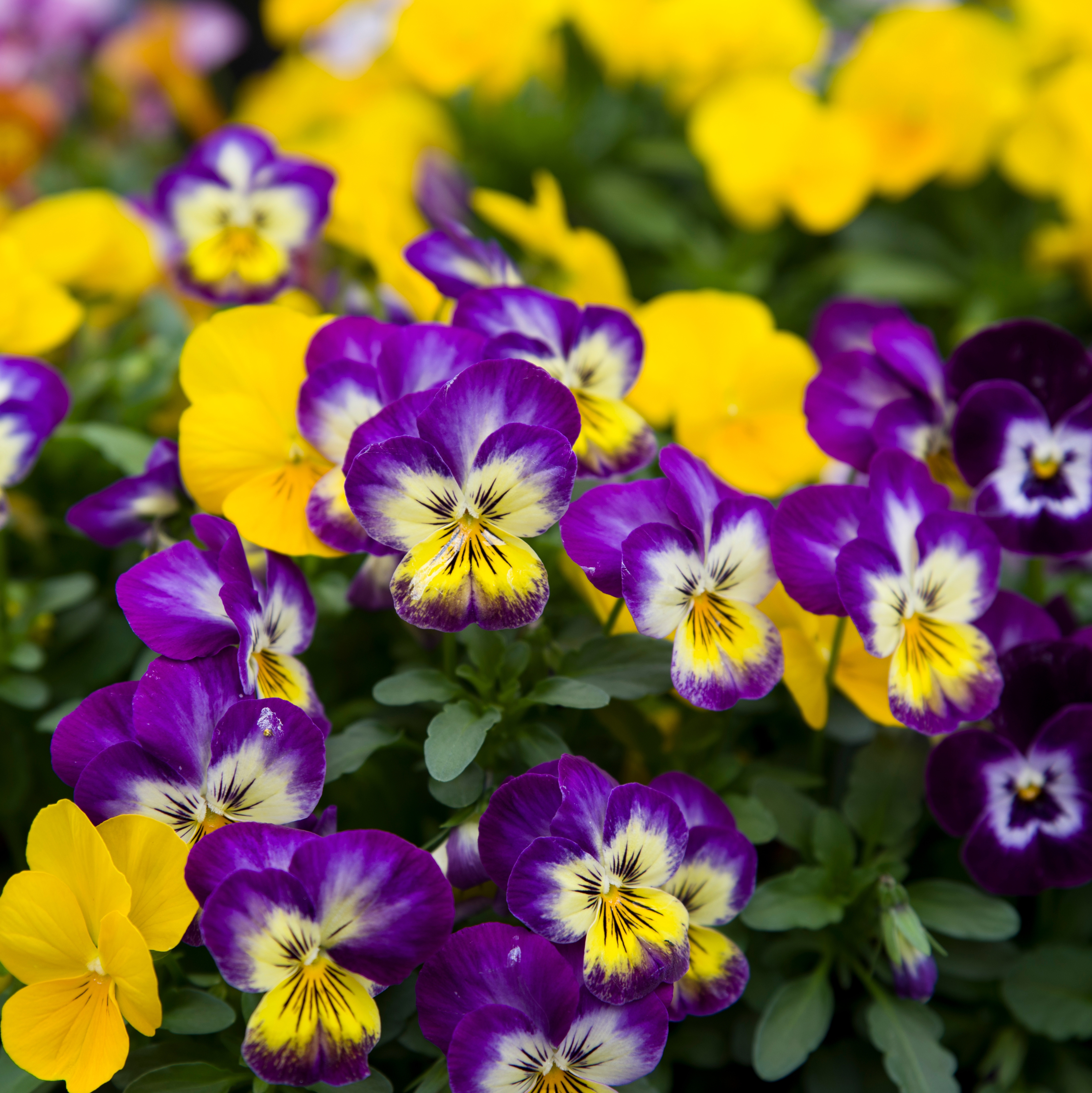 Purple and yellow pansies flowering together in a colourful spring display.