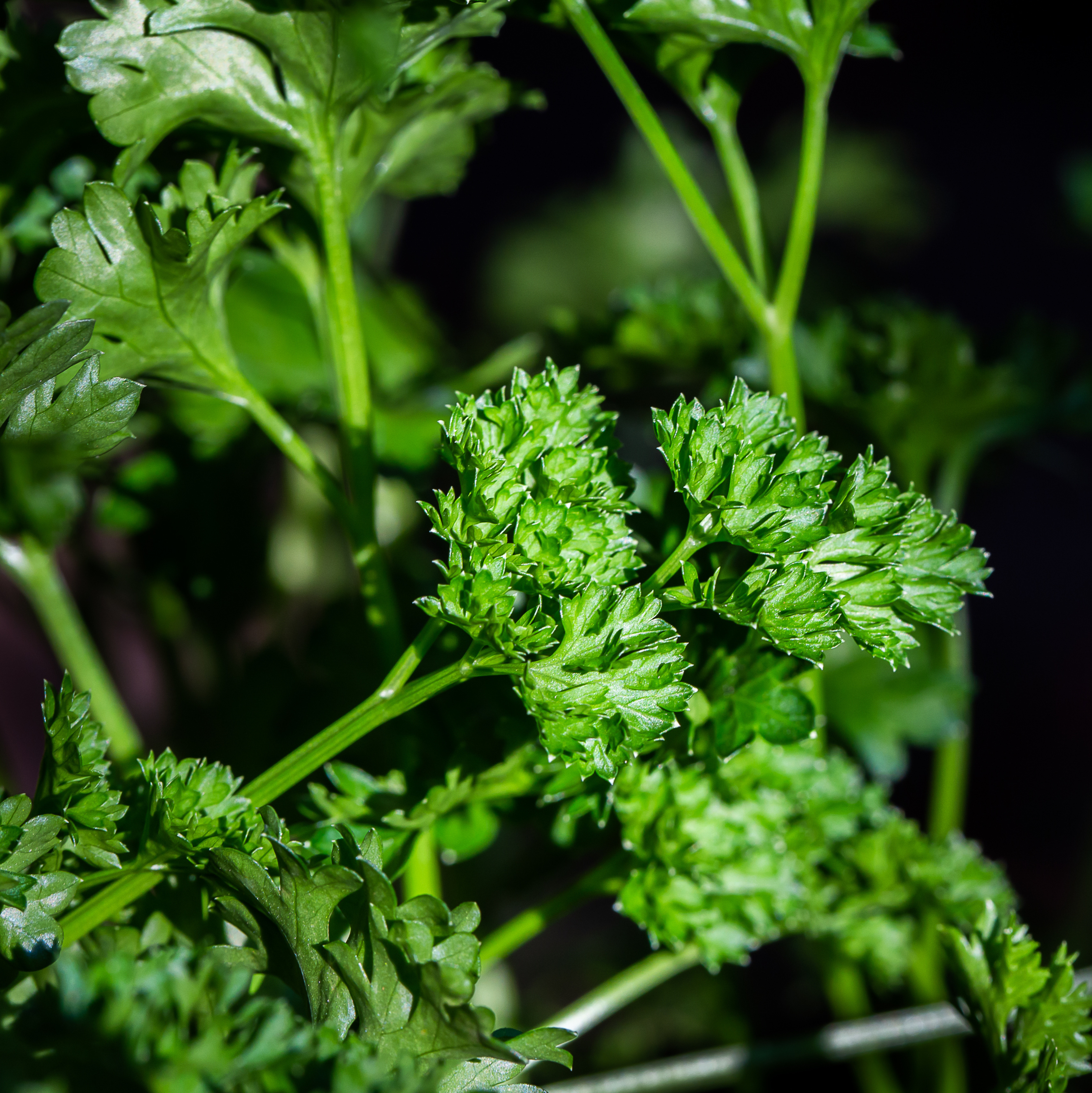 A close-up of curly parsley. A culinary herb