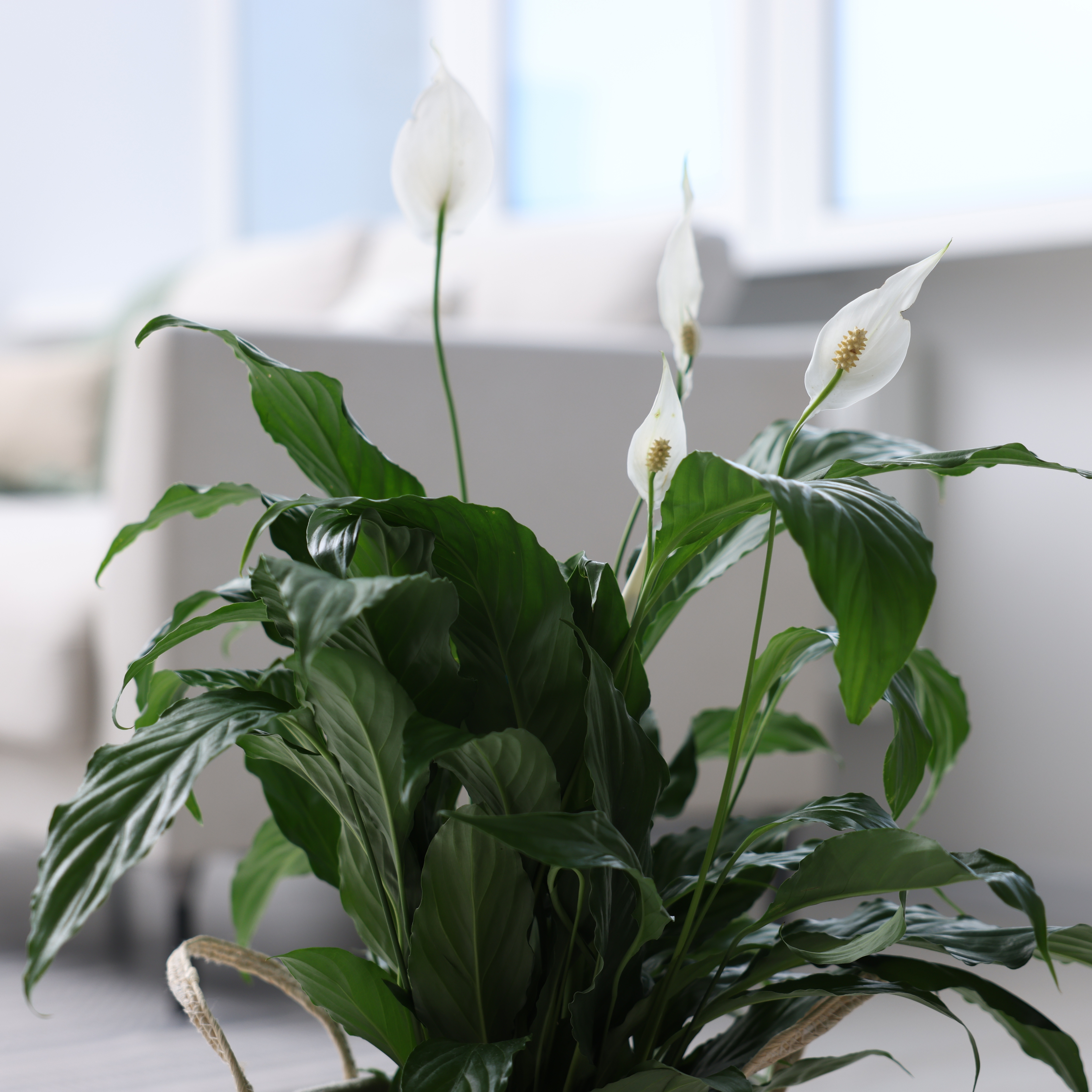 Peace Lily