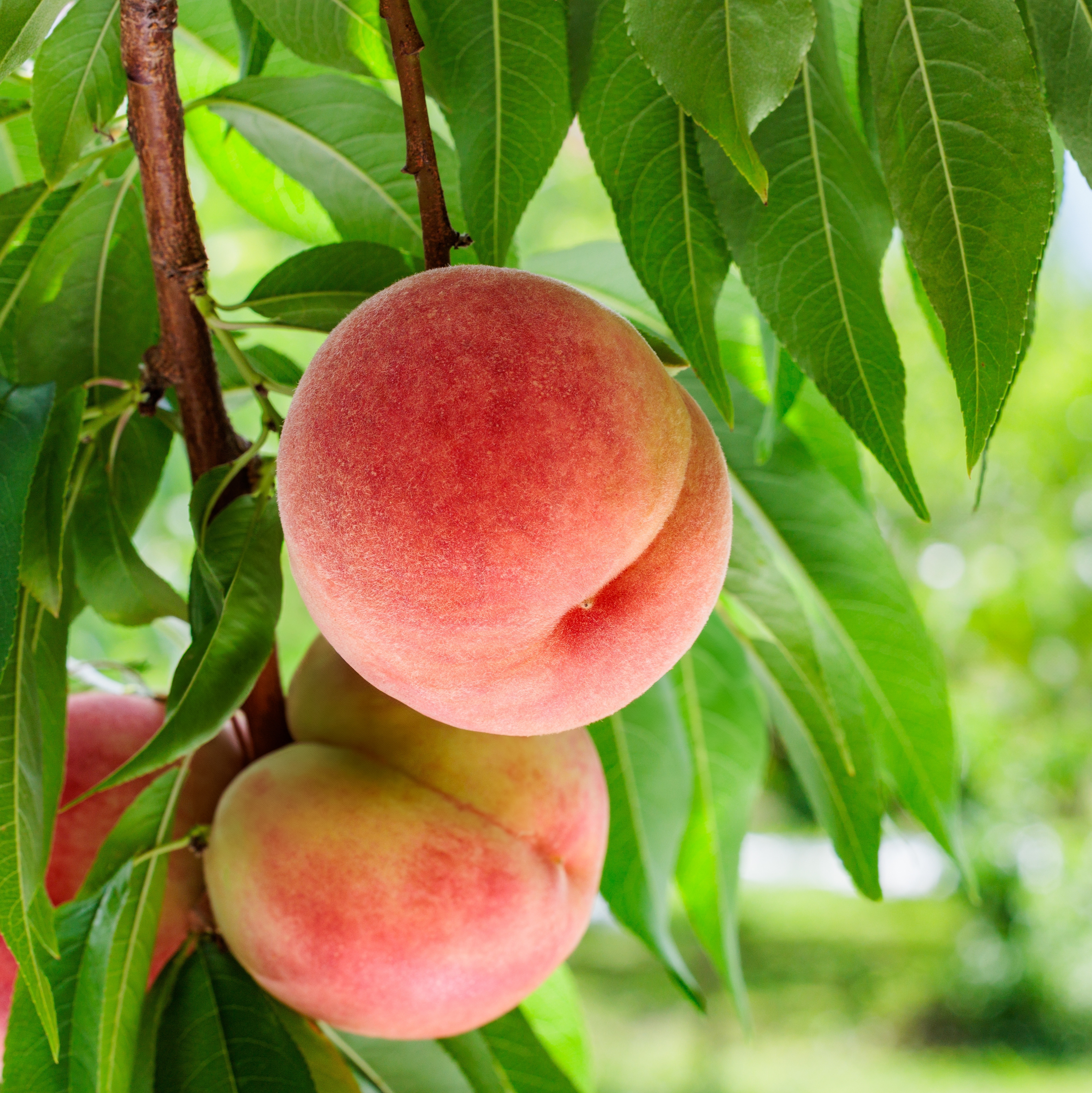 Ripe peaches growing on a peach tree branch surrounded by green leaves