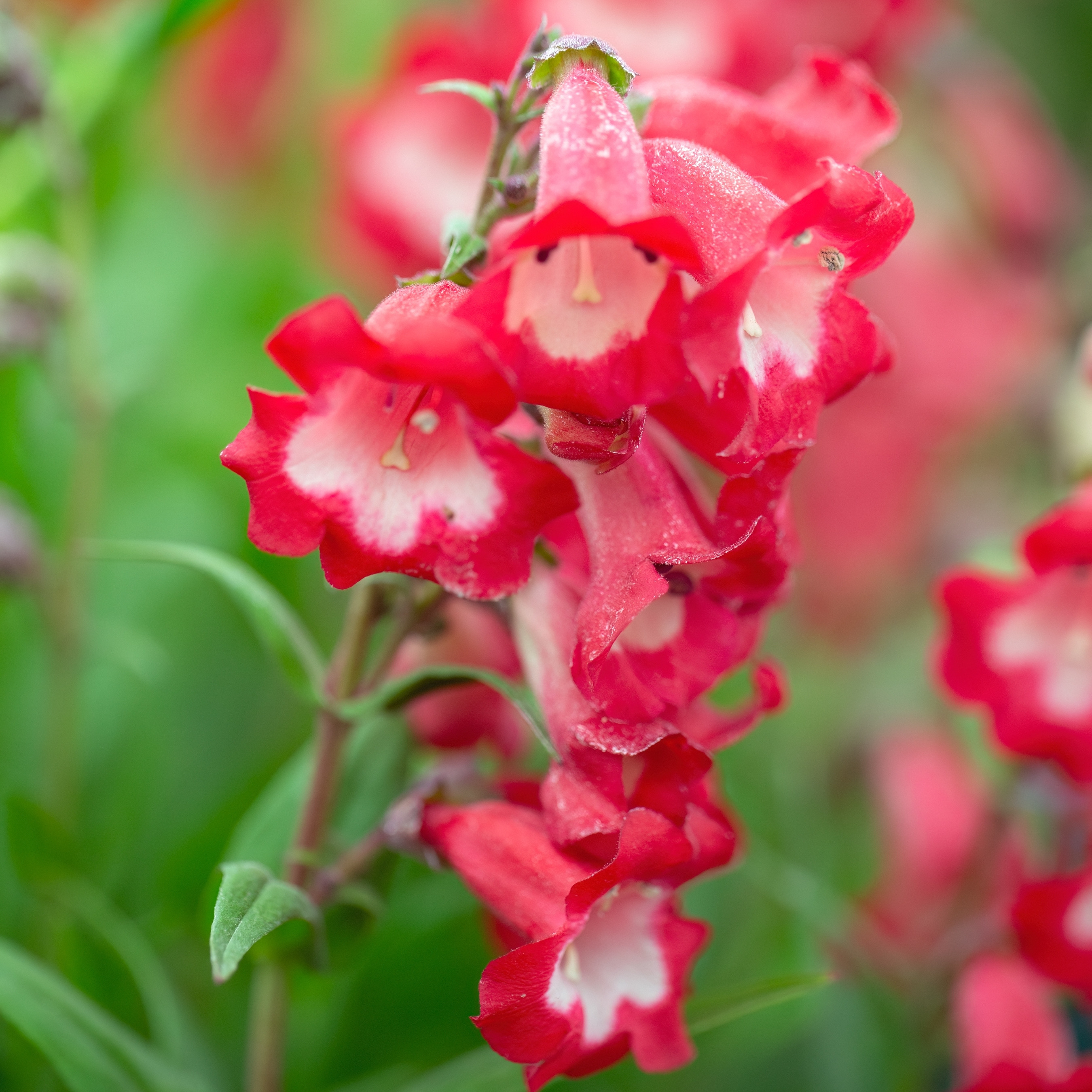 Penstemons can be pruned once risk of frost has passed