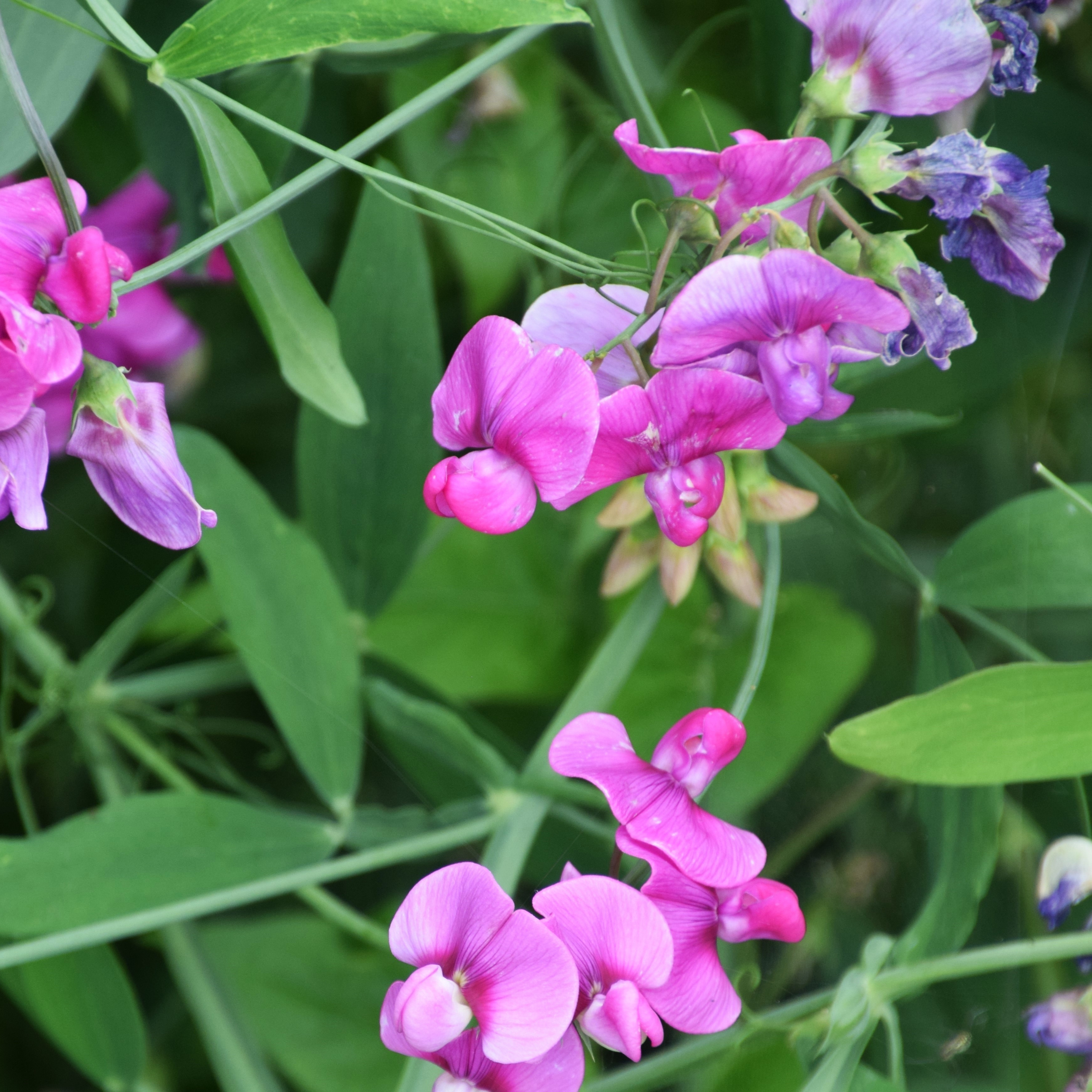 Pink perennial sweet pea flowers