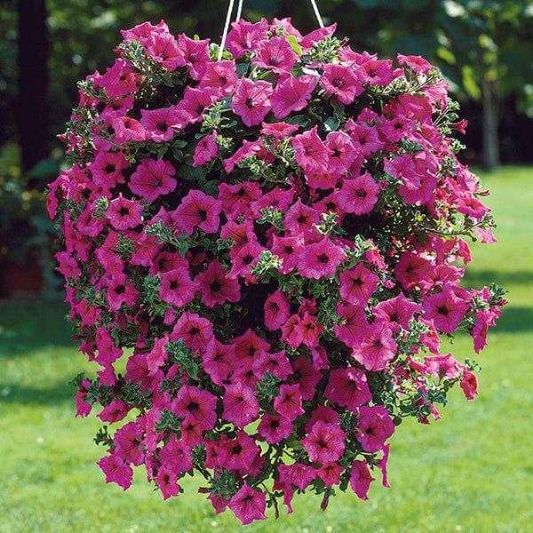 Petunia flowers overflowing from a hanging basket creating a vibrant summer display