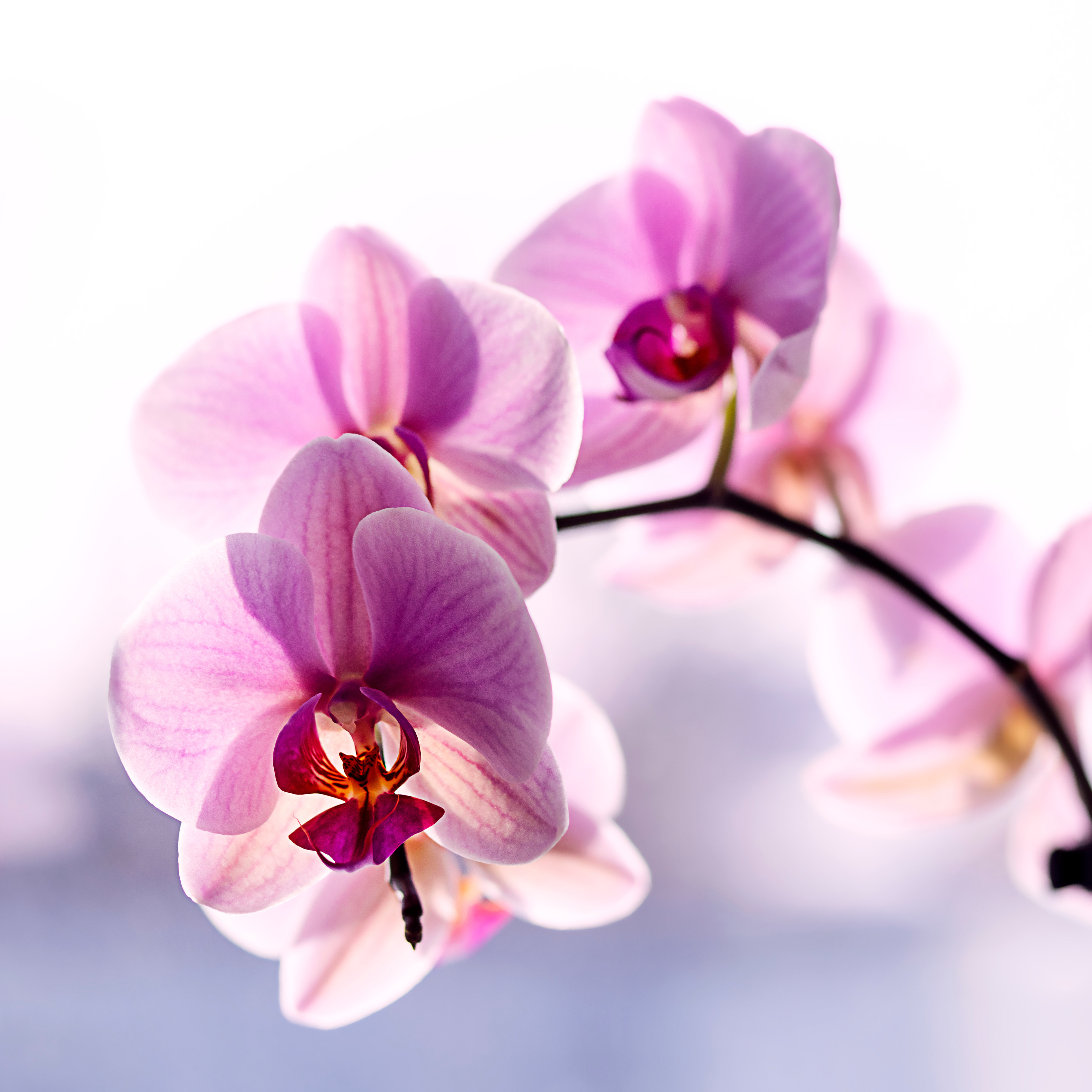 Close-up of a pink orchid flower blooming indoors, showing delicate petals and detailed floral structure.