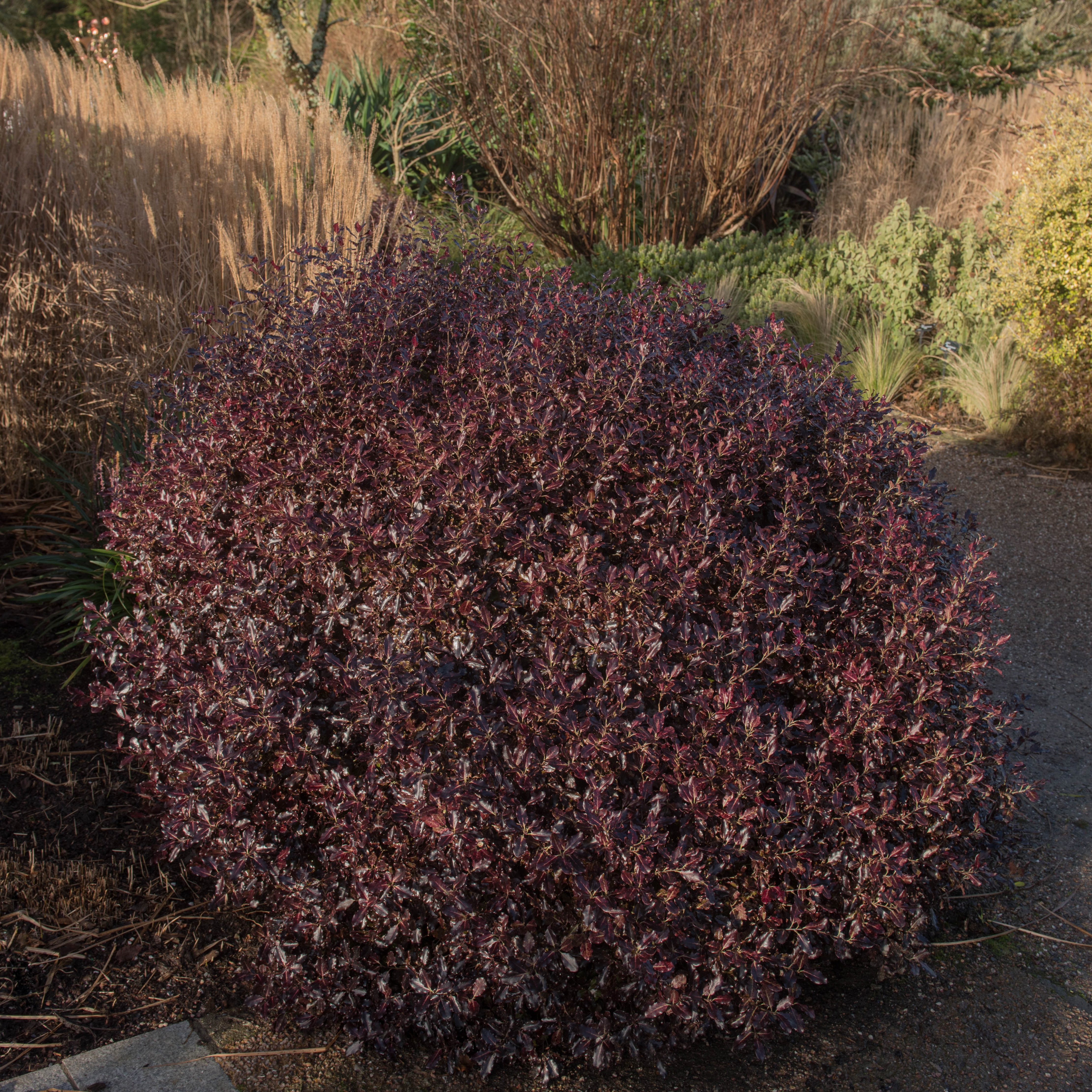 Pittosporum a colourful alternative to box