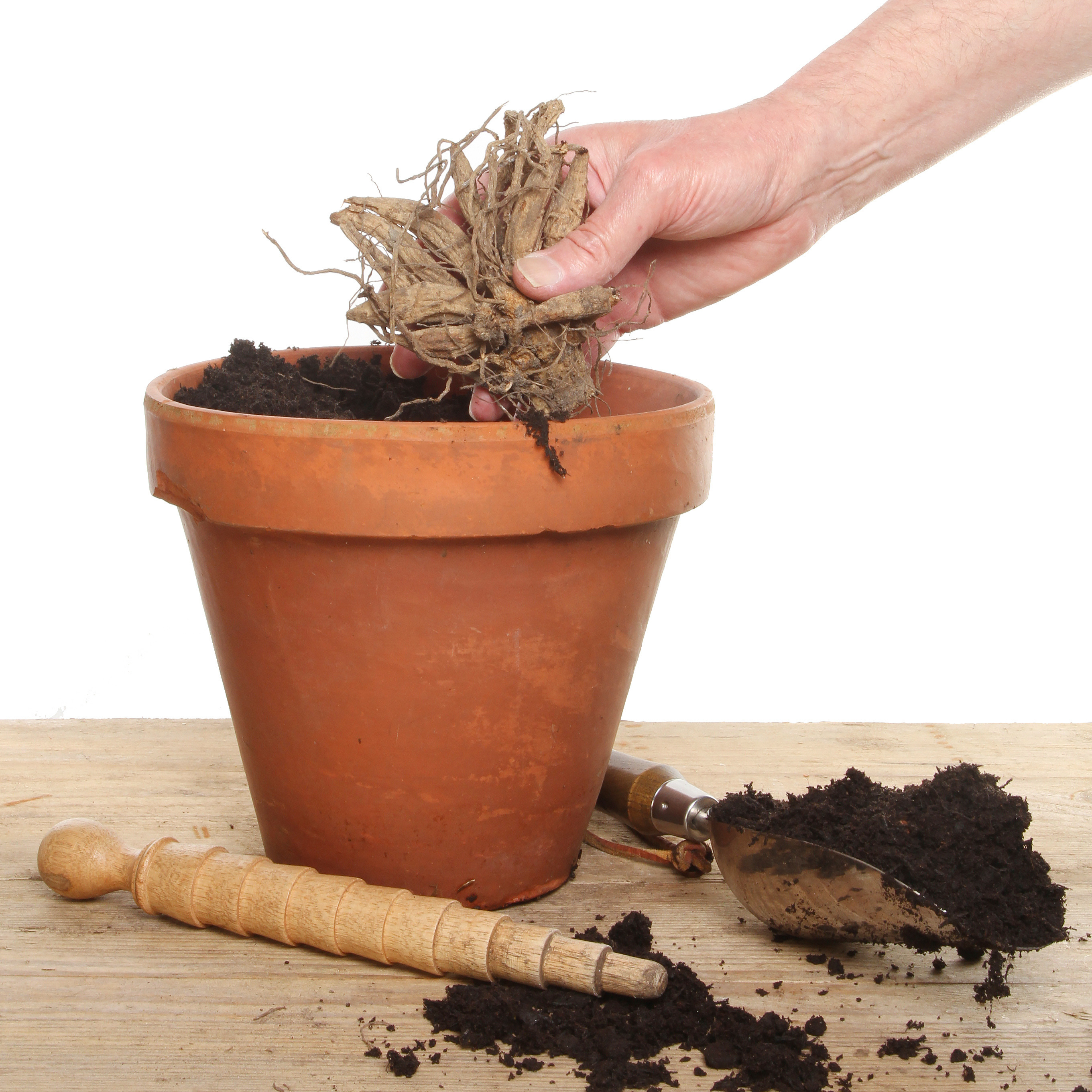 Dormant dahlia tuber ready for planting in a pot of compost