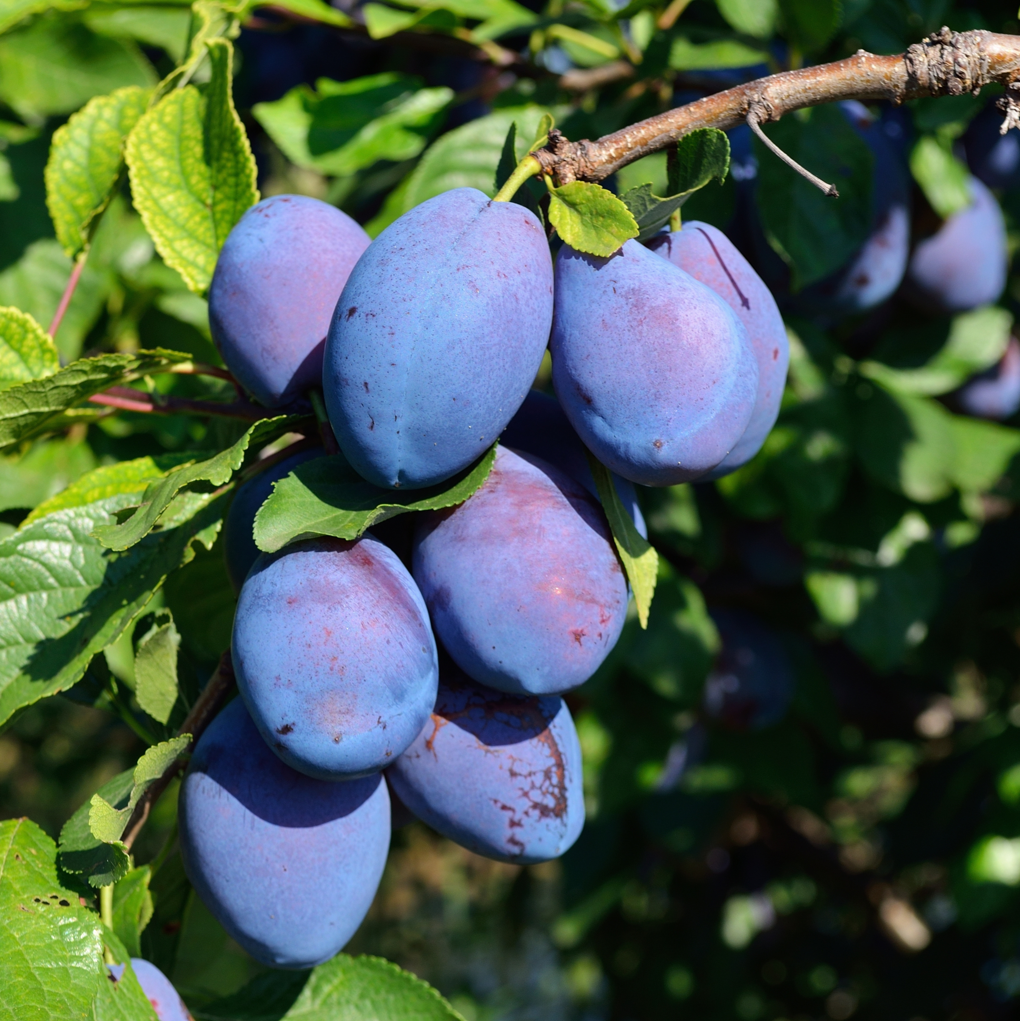 Ripe purple plums growing on a tree branch in sunlight