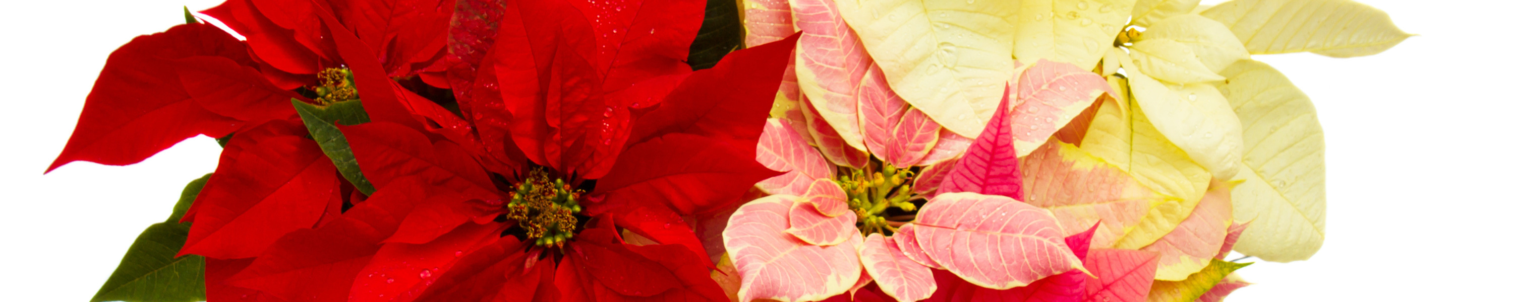 Mixed poinsettia varieties with red, white and variegated pink-and-cream bracts growing together
