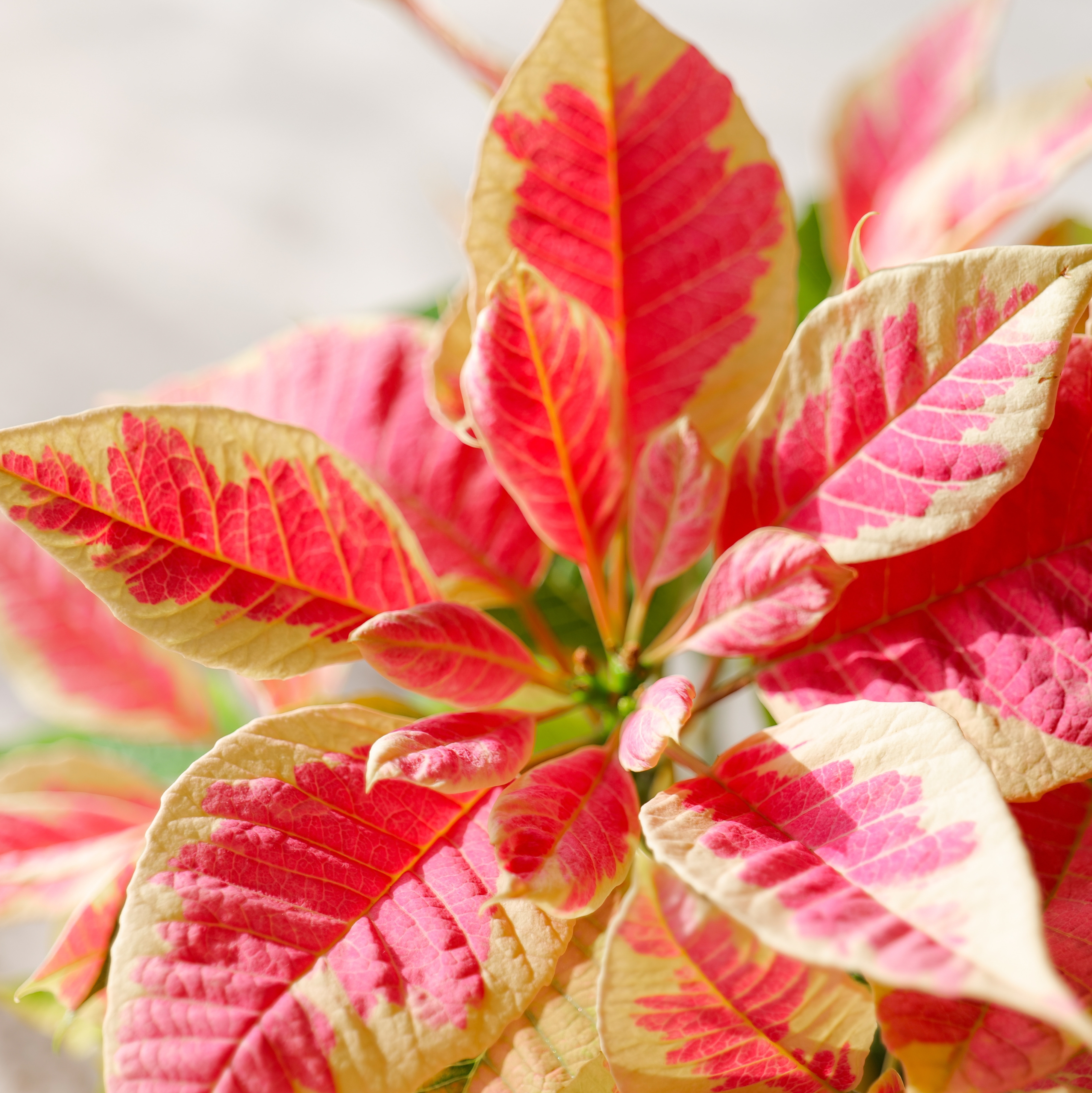 Poinsettia cultivar with variegated pink and cream bracts.