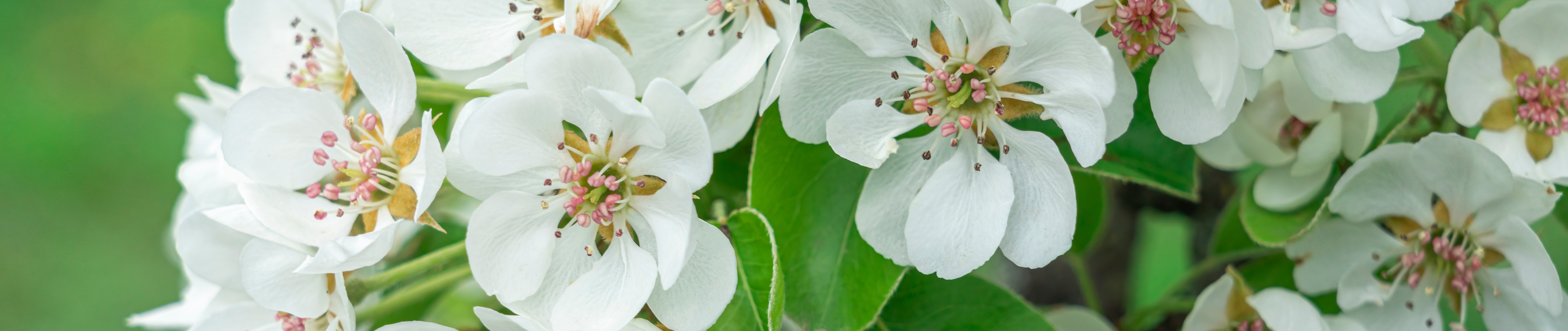 White blossom flowers on fruit tree branches during spring pollination season