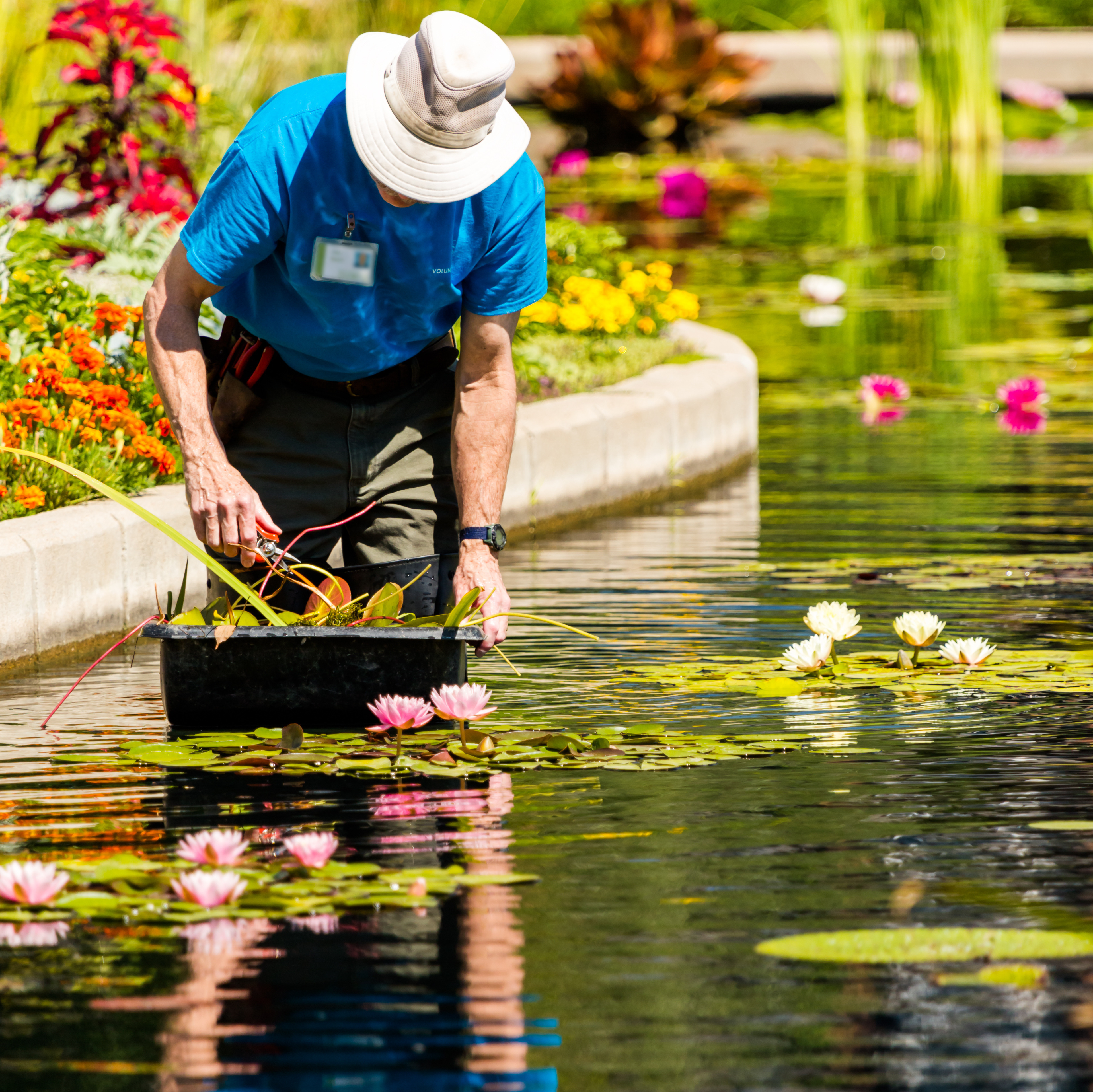 Seasonal maintenance of pond plants in a garden pond