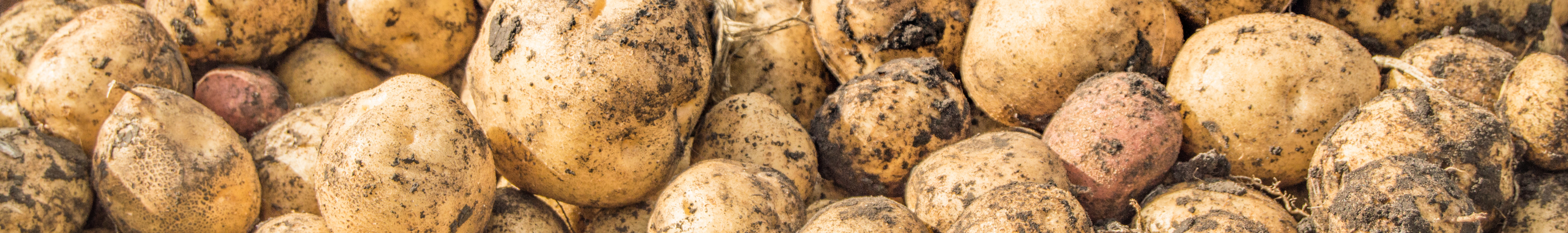 Close-up panoramic banner of freshly harvested potatoes covered in soil residue.