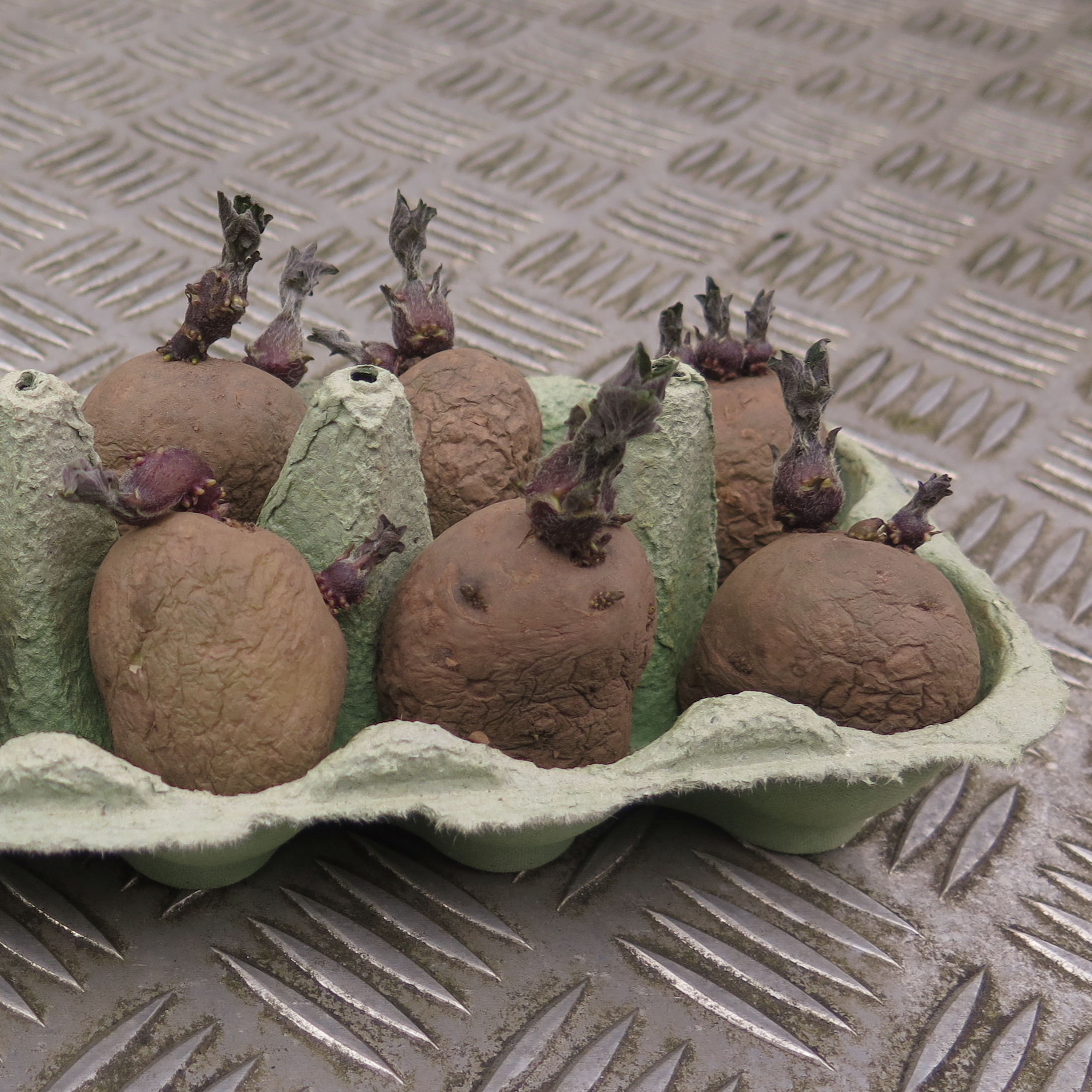 Chitting seed potatoes with healthy shoots ready for planting in spring