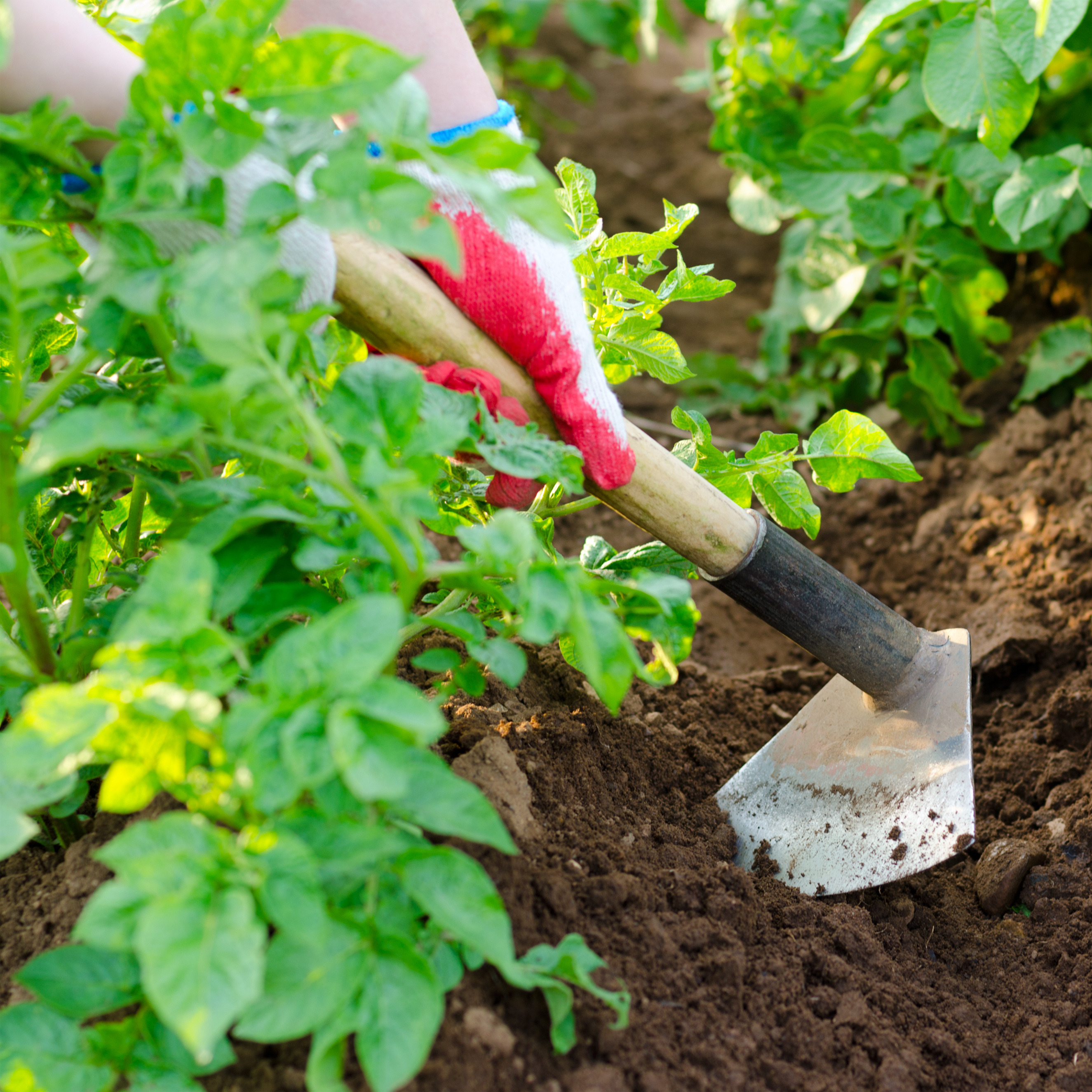 Earthing up potatoes by mounding soil around healthy growing plants.