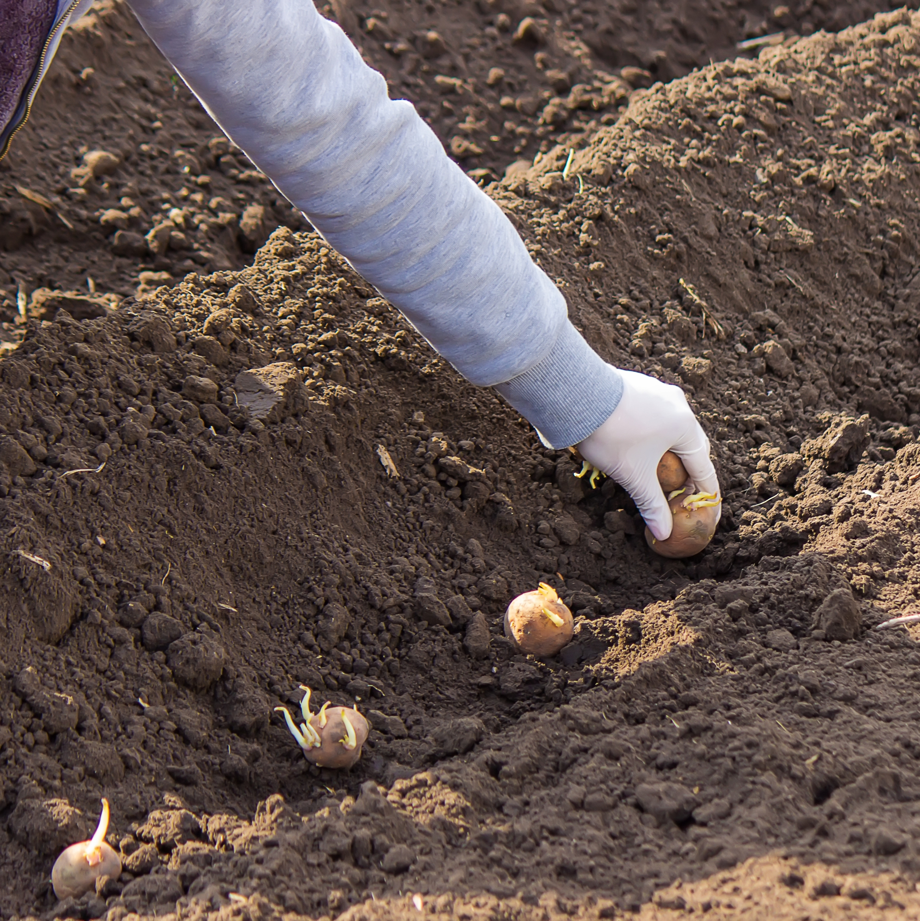 Hand placing sprouting seed potatoes into a prepared garden trench at regular intervals