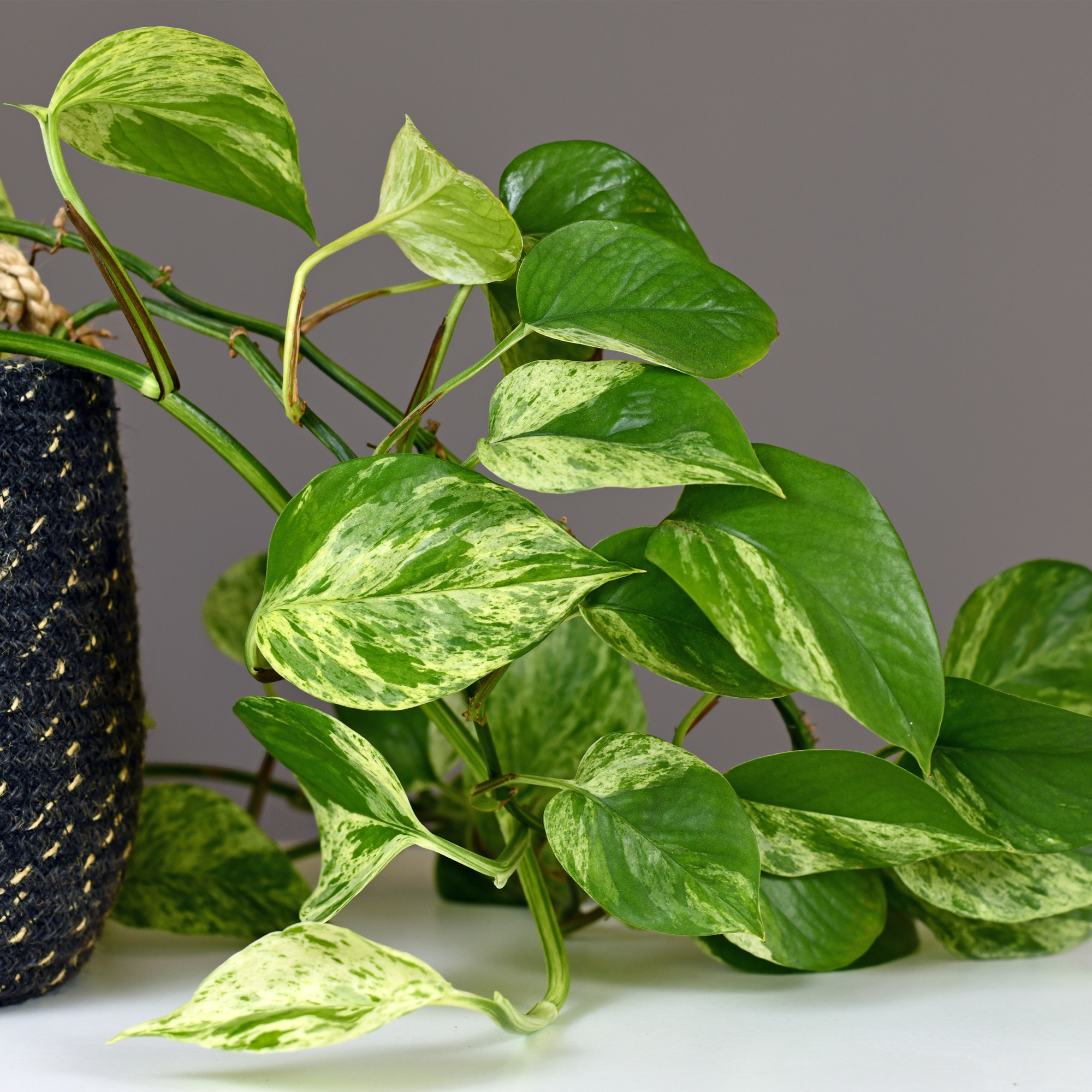 Trailing pothos houseplant showing how pruning helps maintain shape, control length and encourage fuller growth