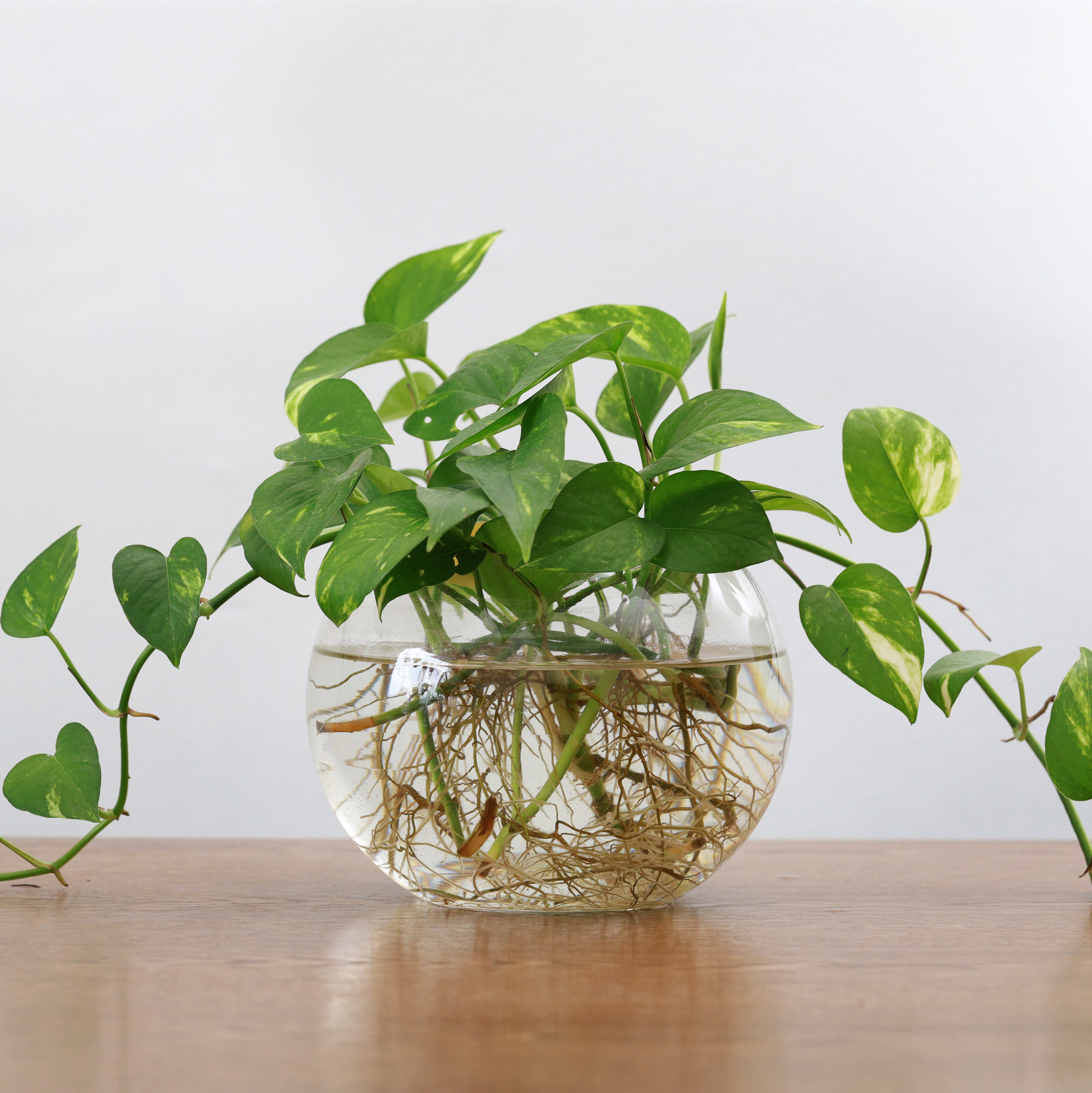 Golden Pothos (Epipremnum aureum) cuttings rooting in water for propagation