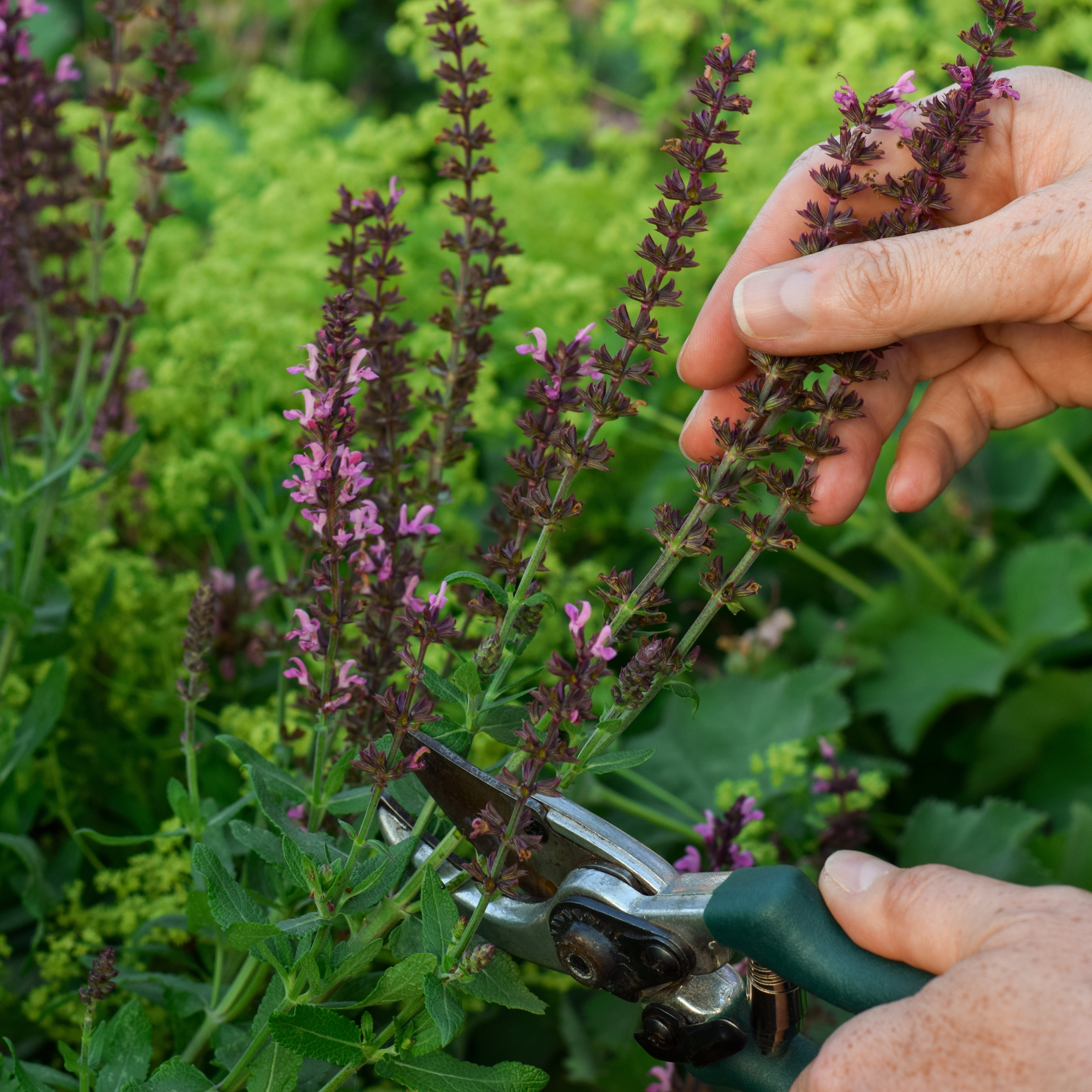 Gardener pruning spent flower stems with secateurs to encourage healthy new growth