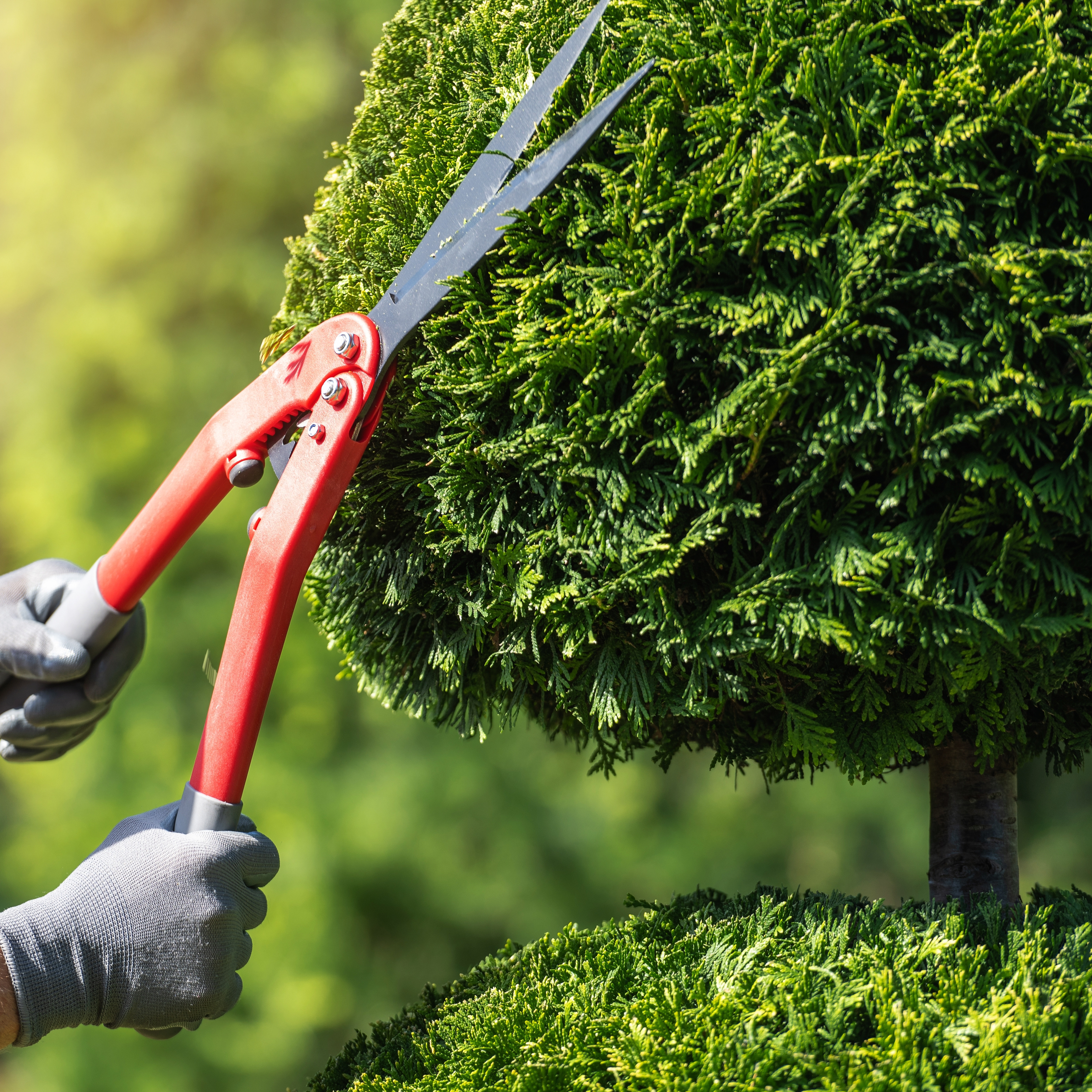 Gardener trimming a topiary shrub with hedge shears to maintain its decorative shape.