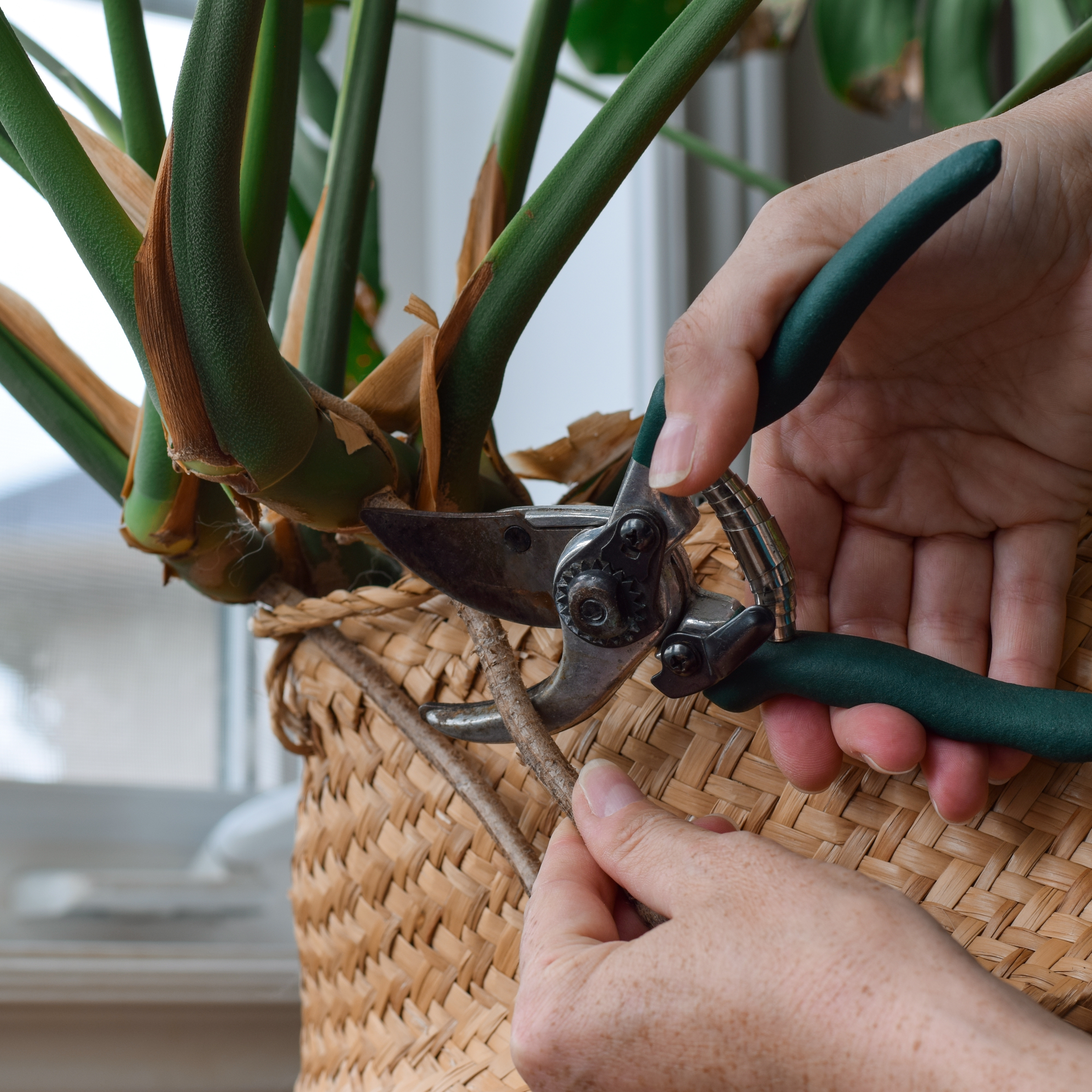 Pruning a houseplant with secateurs to encourage healthy new growth and maintain shape.