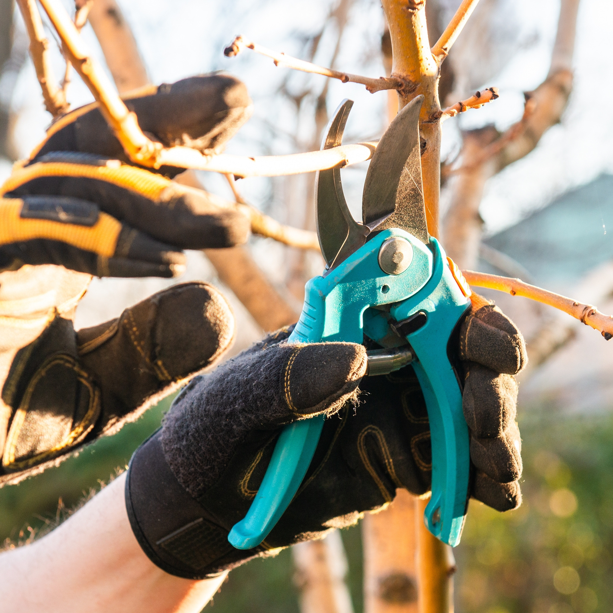 Hand using secateurs to trim branches on a young fruit tree