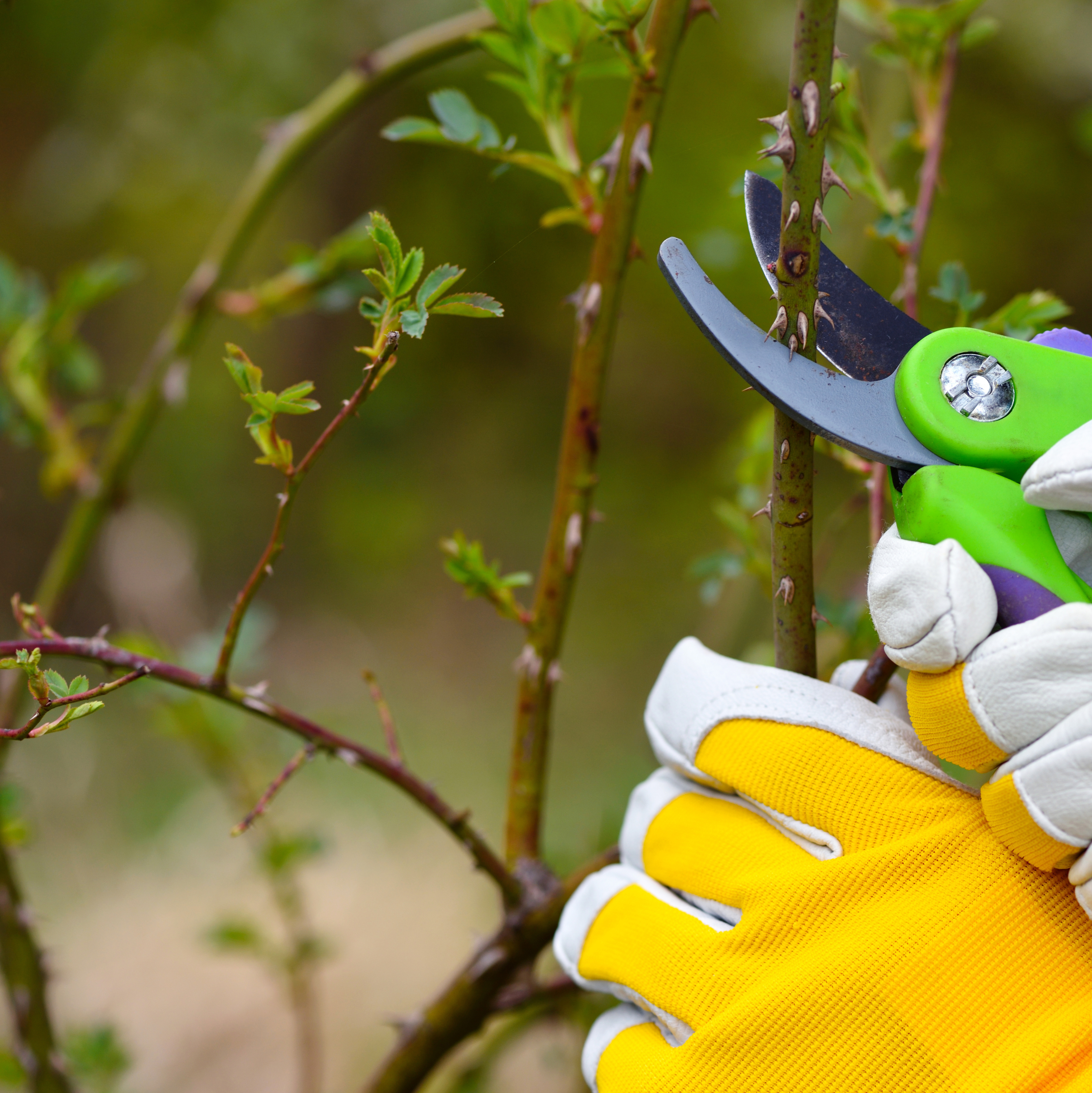 Gardener wearing gloves pruning roses with secateurs to encourage healthy growth