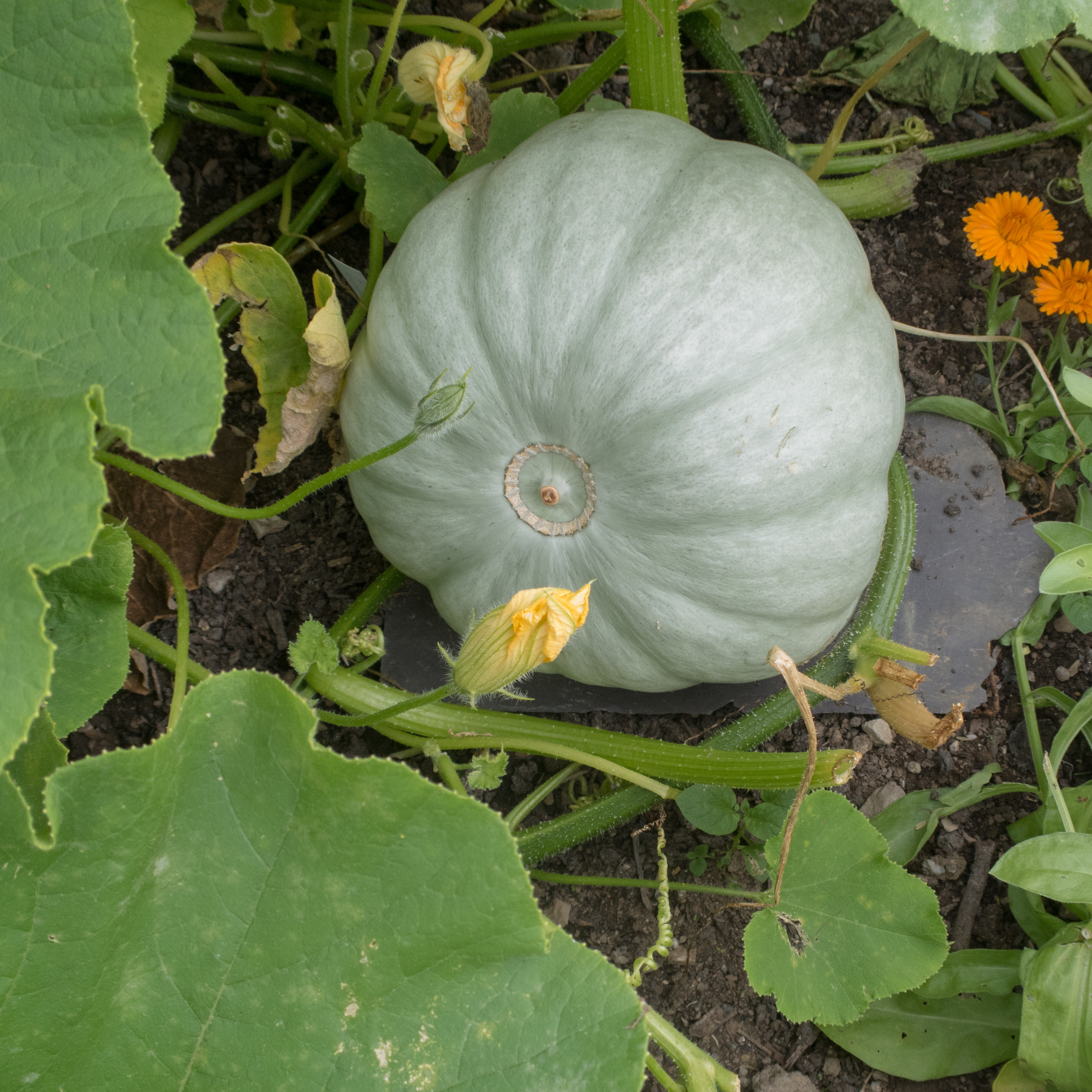 Crown Prince pumpkin with blue-grey skin