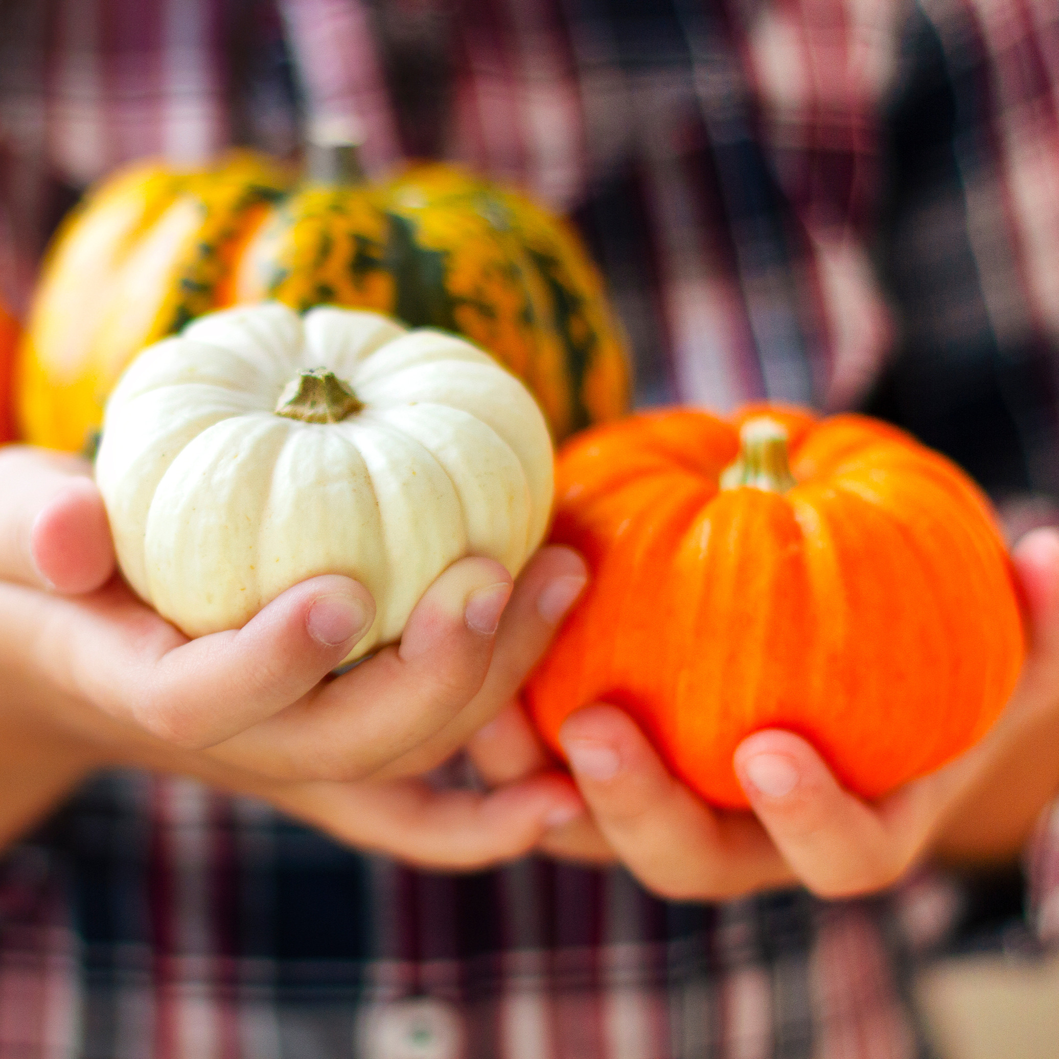 White and orange miniature pumpkins held in hands, showing their small size