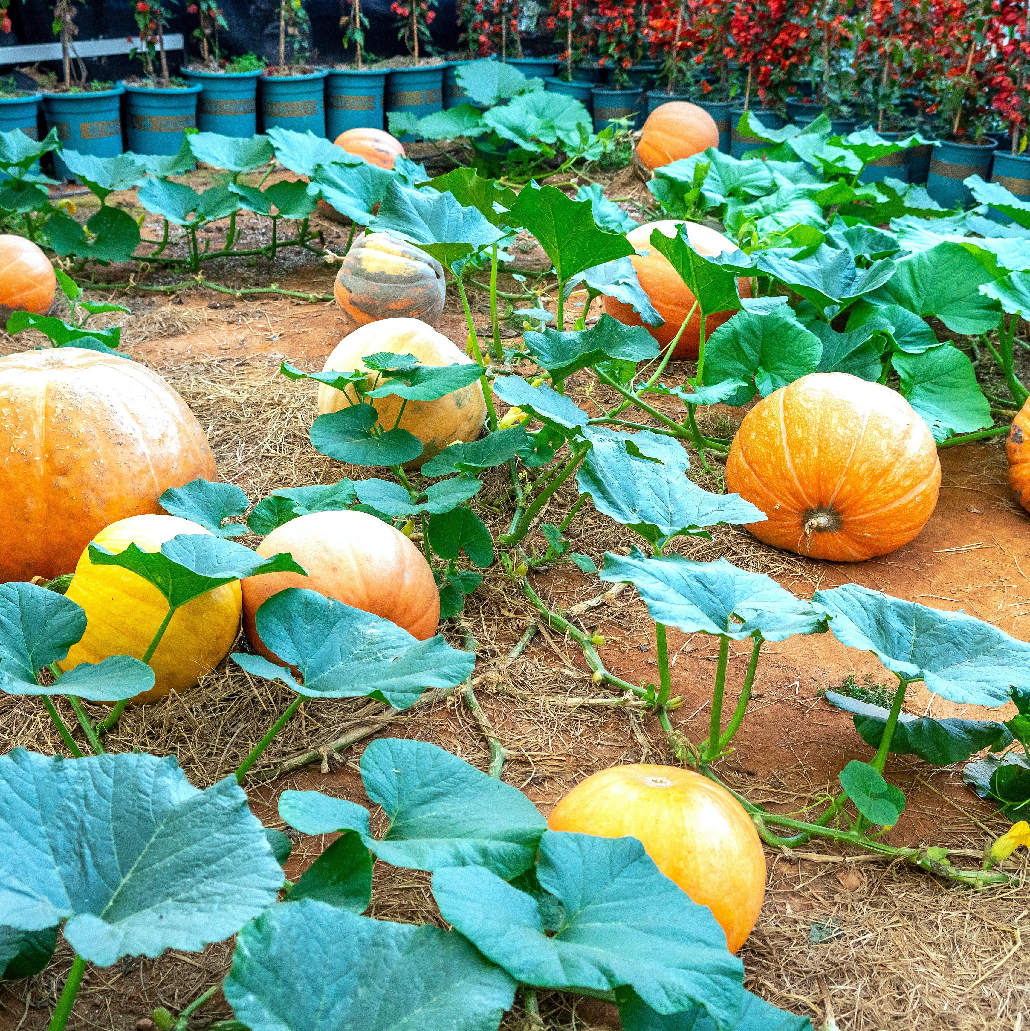 Pumpkins growing in a garden