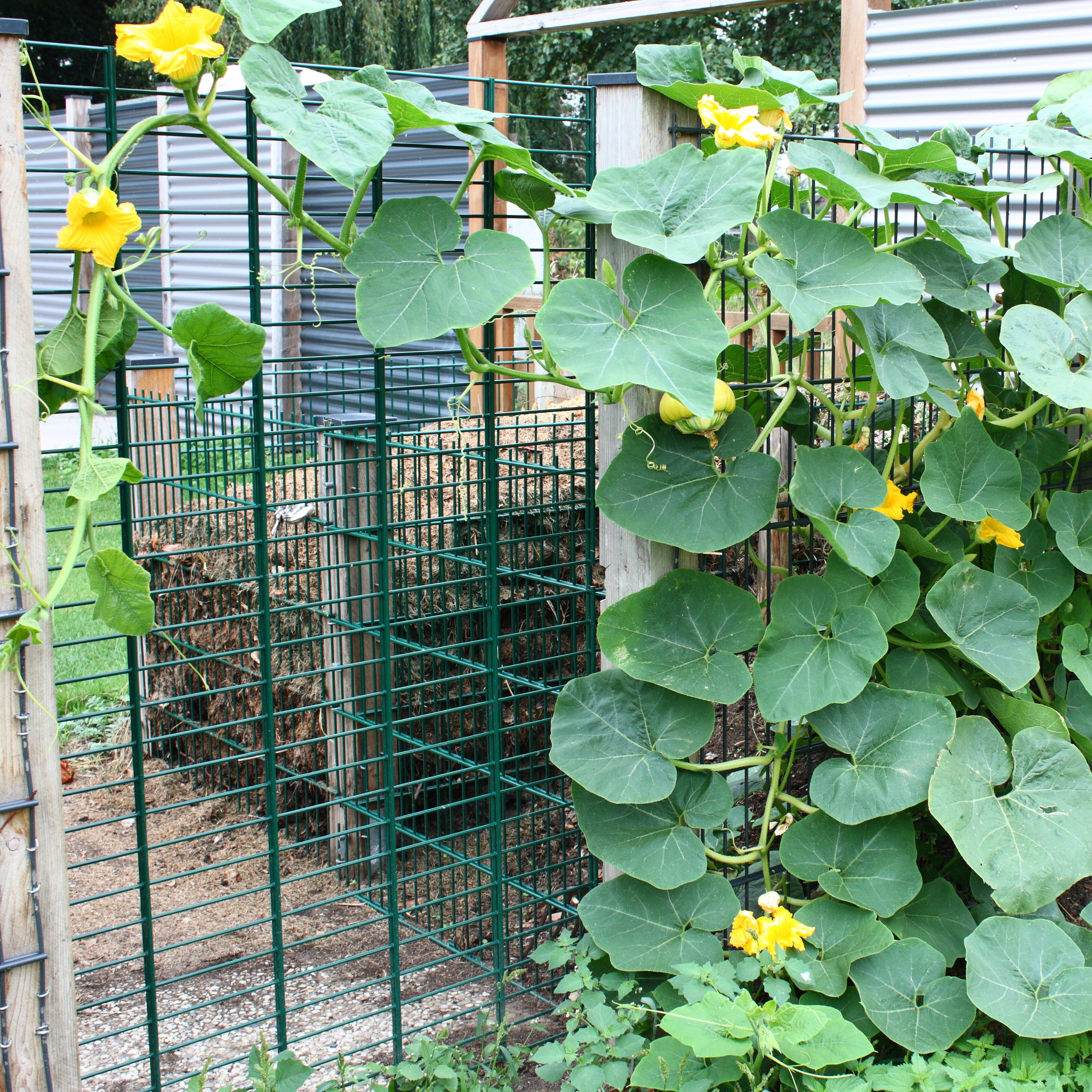 Pumpkins can be grown vertically if space is limited