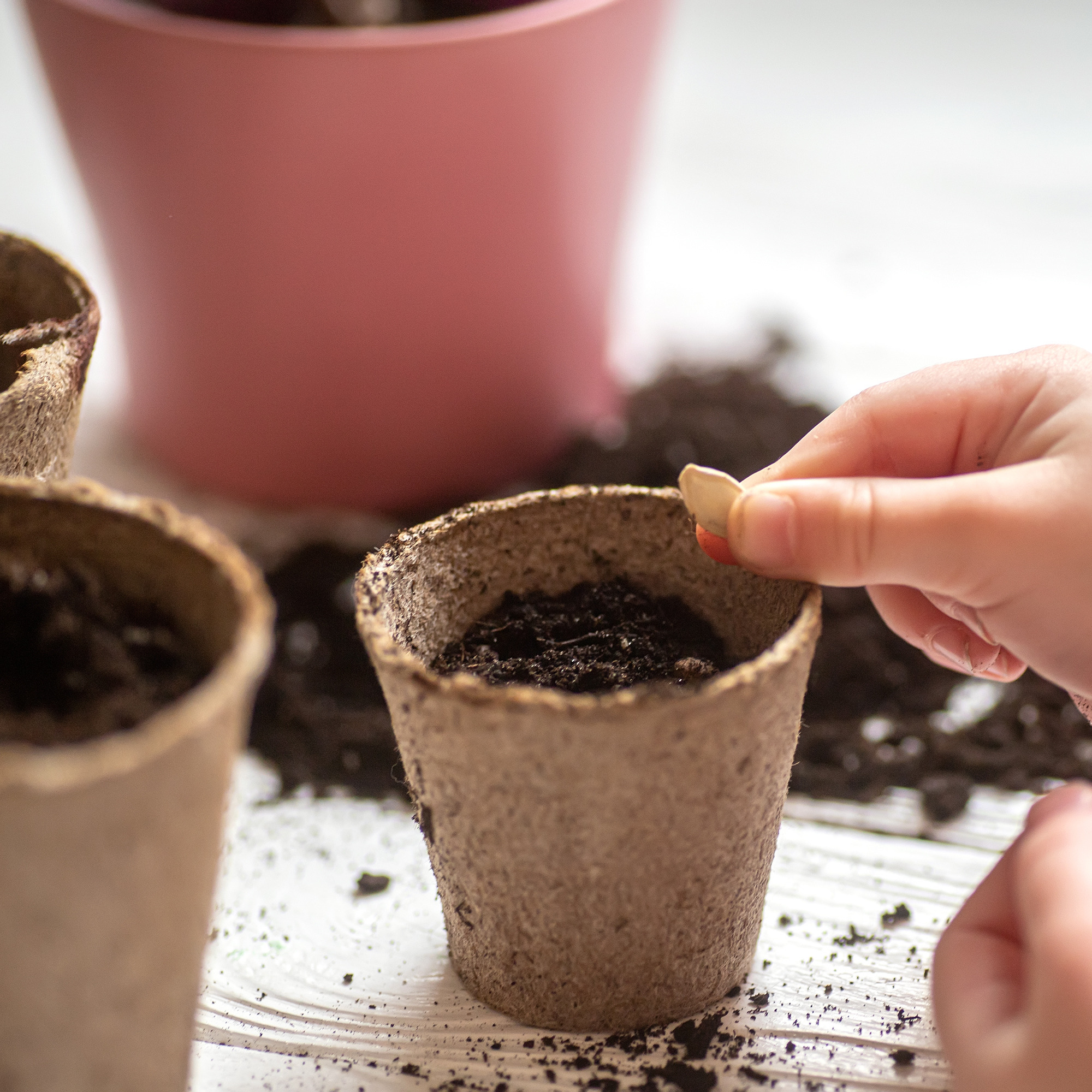 Hand sowing a pumpkin seed into a biodegradable seed pot filled with compost.