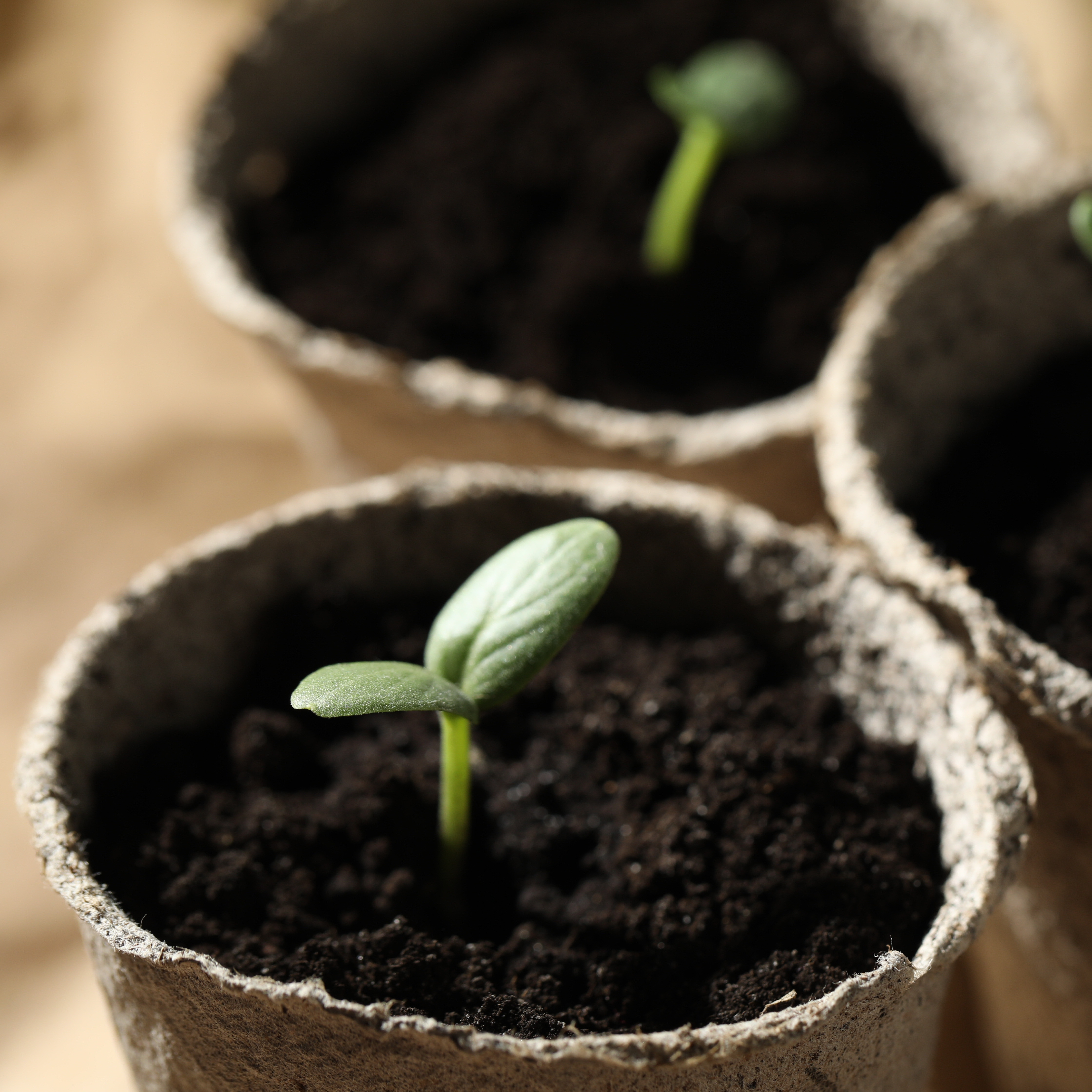 Young, healthy pumpkin seedlings growing in biodegradable pots filled with compost