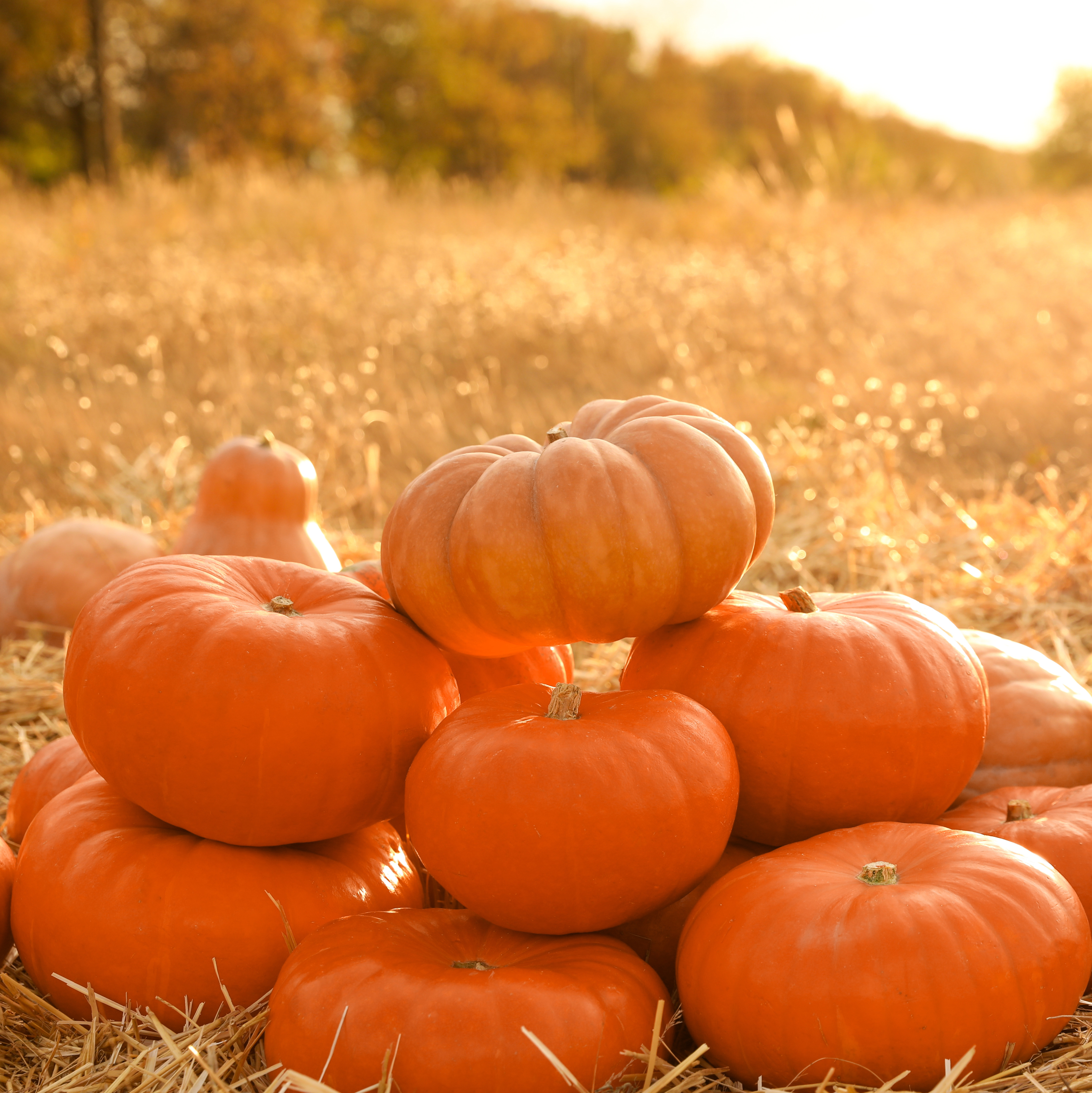 A pile of large pumpkins in a field