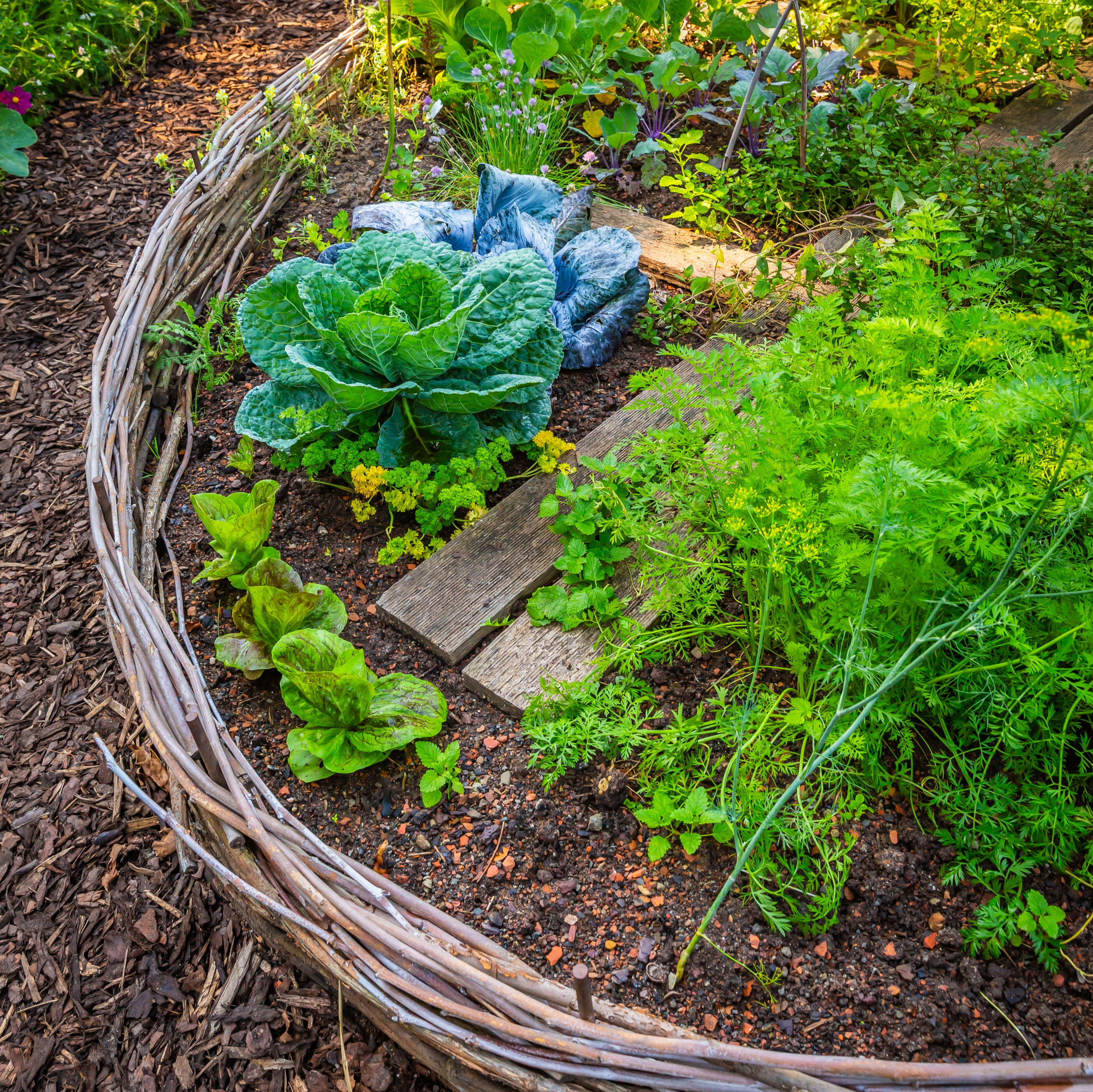 Small willow raised garden bed planted with healthy green vegetables