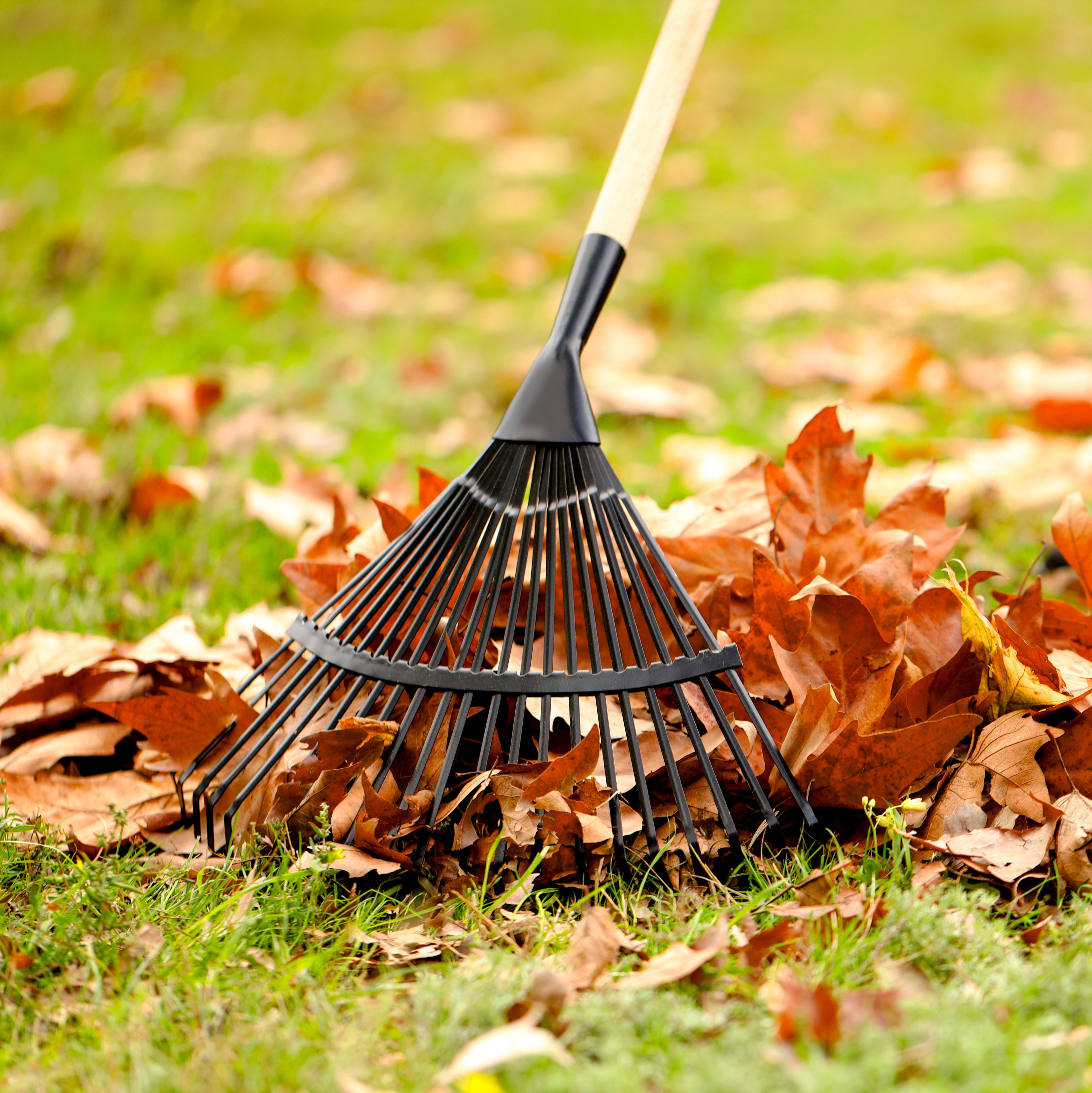 A splayed rake pulling through autumn leaves on a lawn