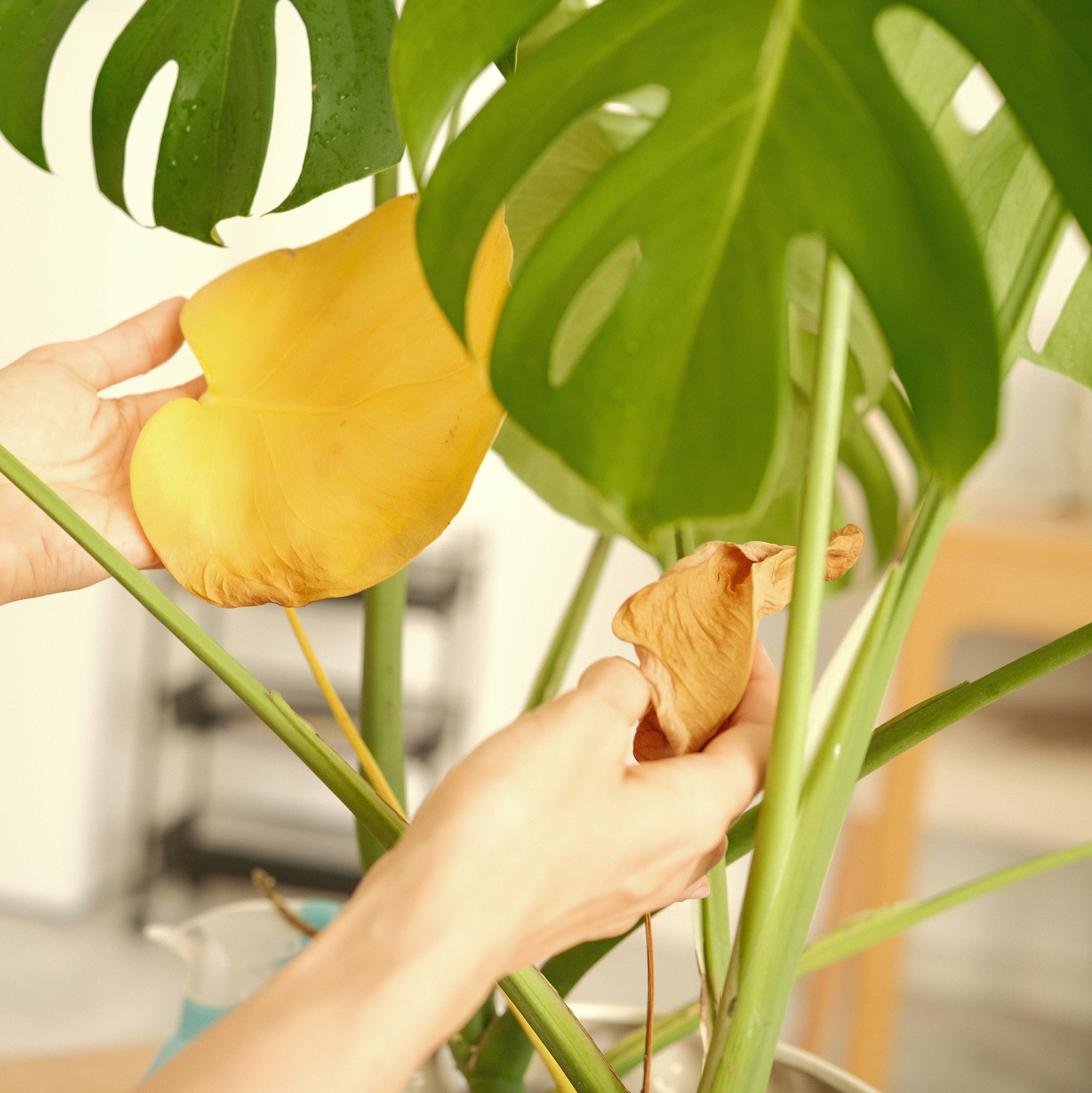 Inspecting and removing a yellow leaf from a houseplant as the first step in pruning